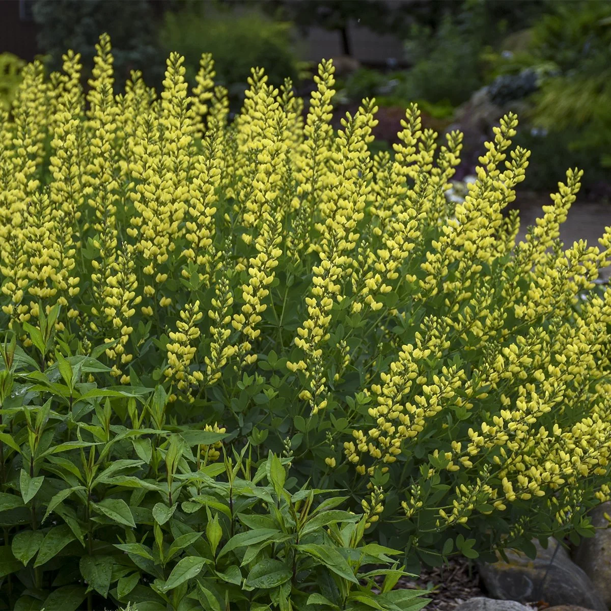 Baptisia 'American Goldfinch' PP30478 0001 high res.jpg