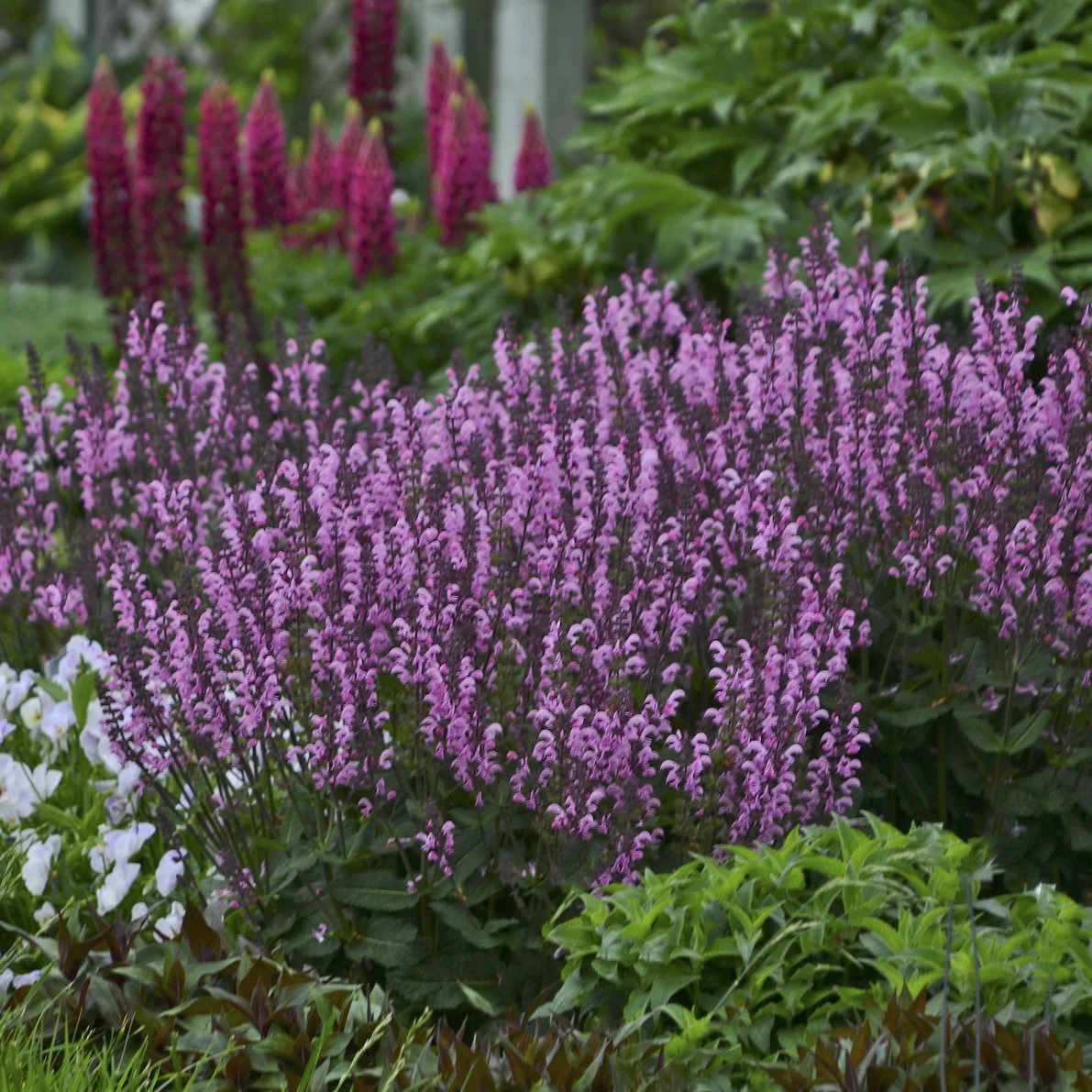 Salvia 'Pink Dawn' PP26343 CPBR5569 0002 high res.jpg