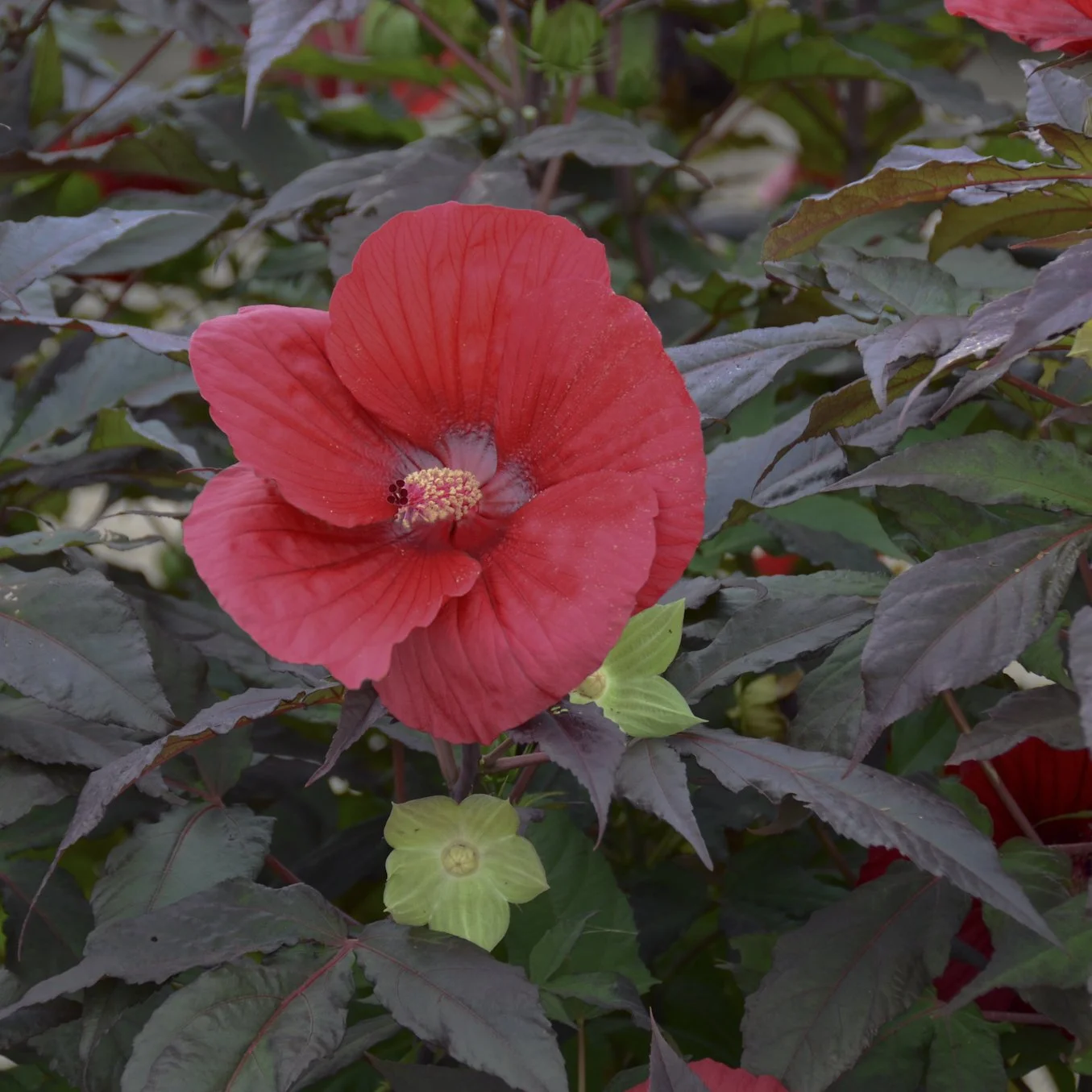 Hibiscus 'Midnight Marvel' PP24079 0003 high res.jpg