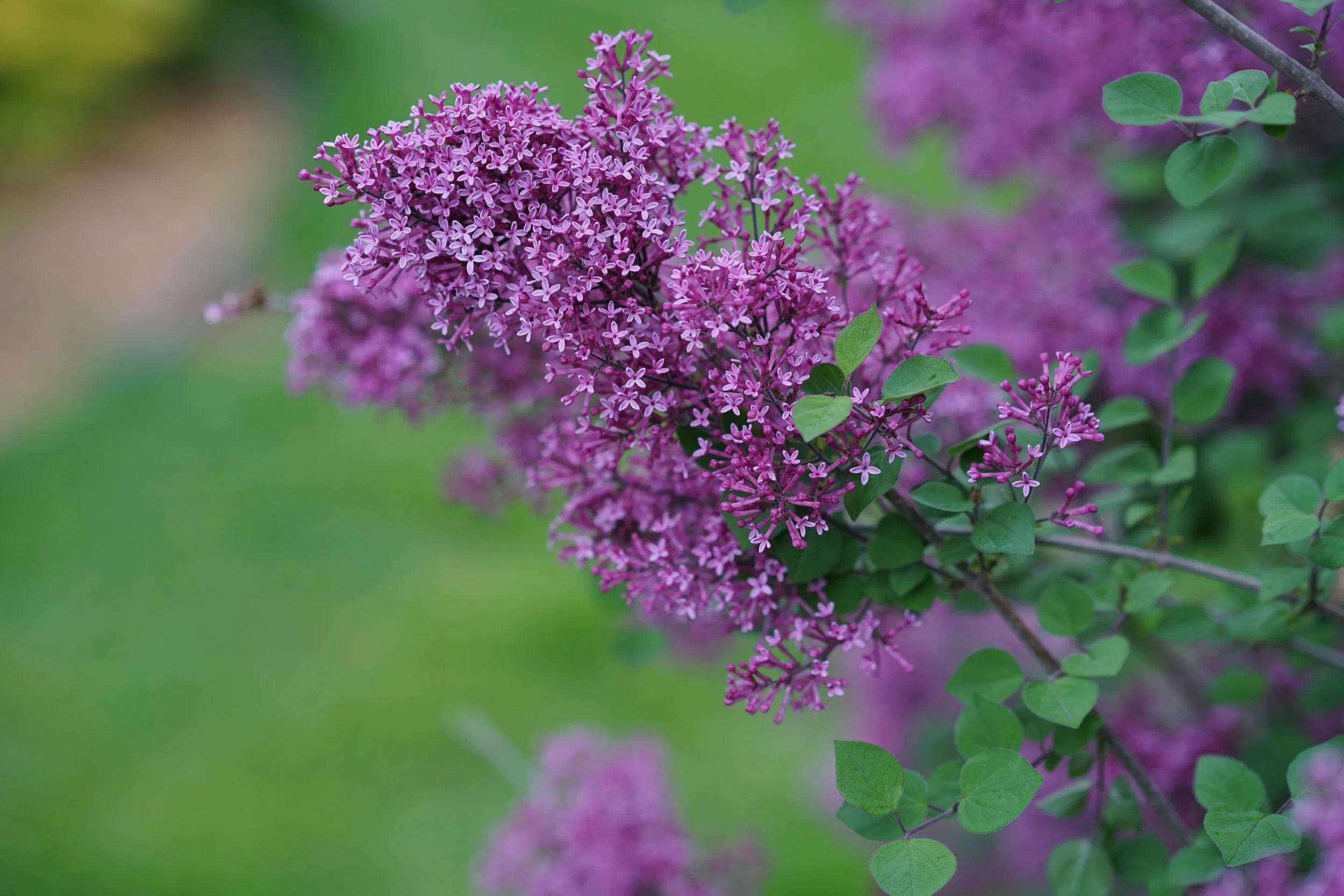 Syringa x Bloomerang® Dark Purple