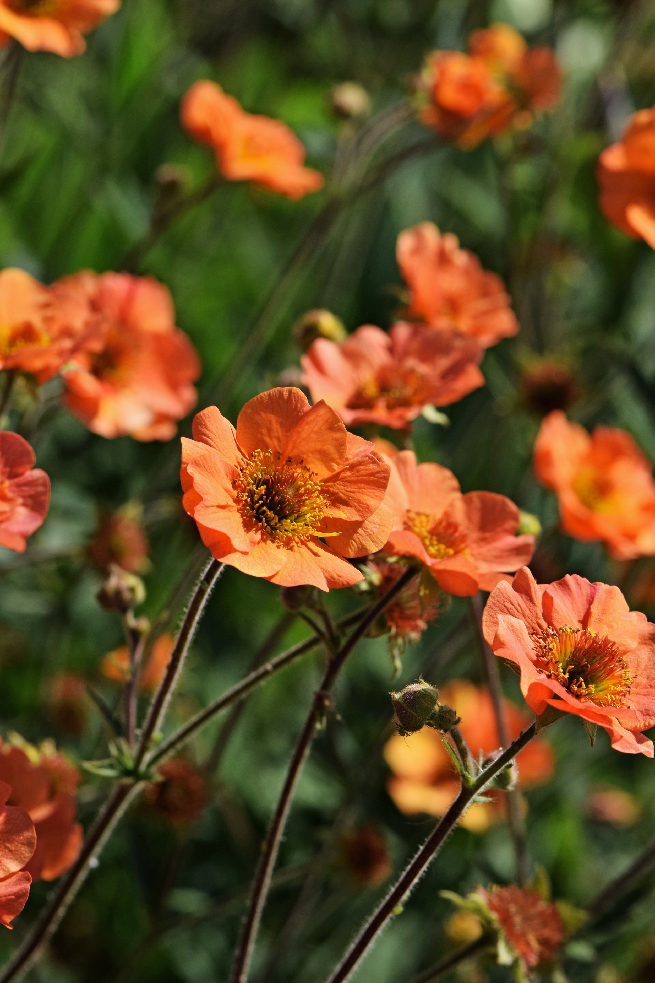 Geum 'Totally Tangerine'