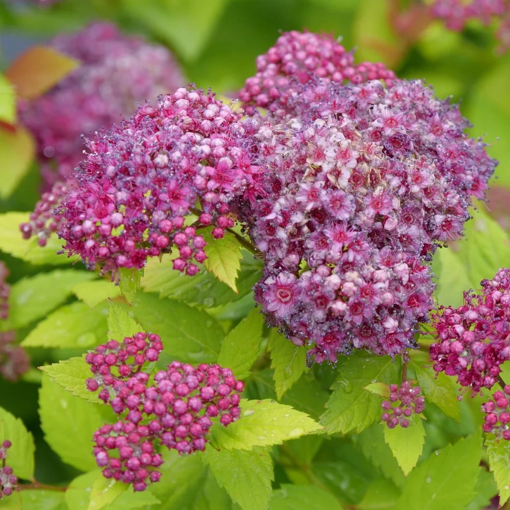 spirea-double-play-dolly-1.jpg