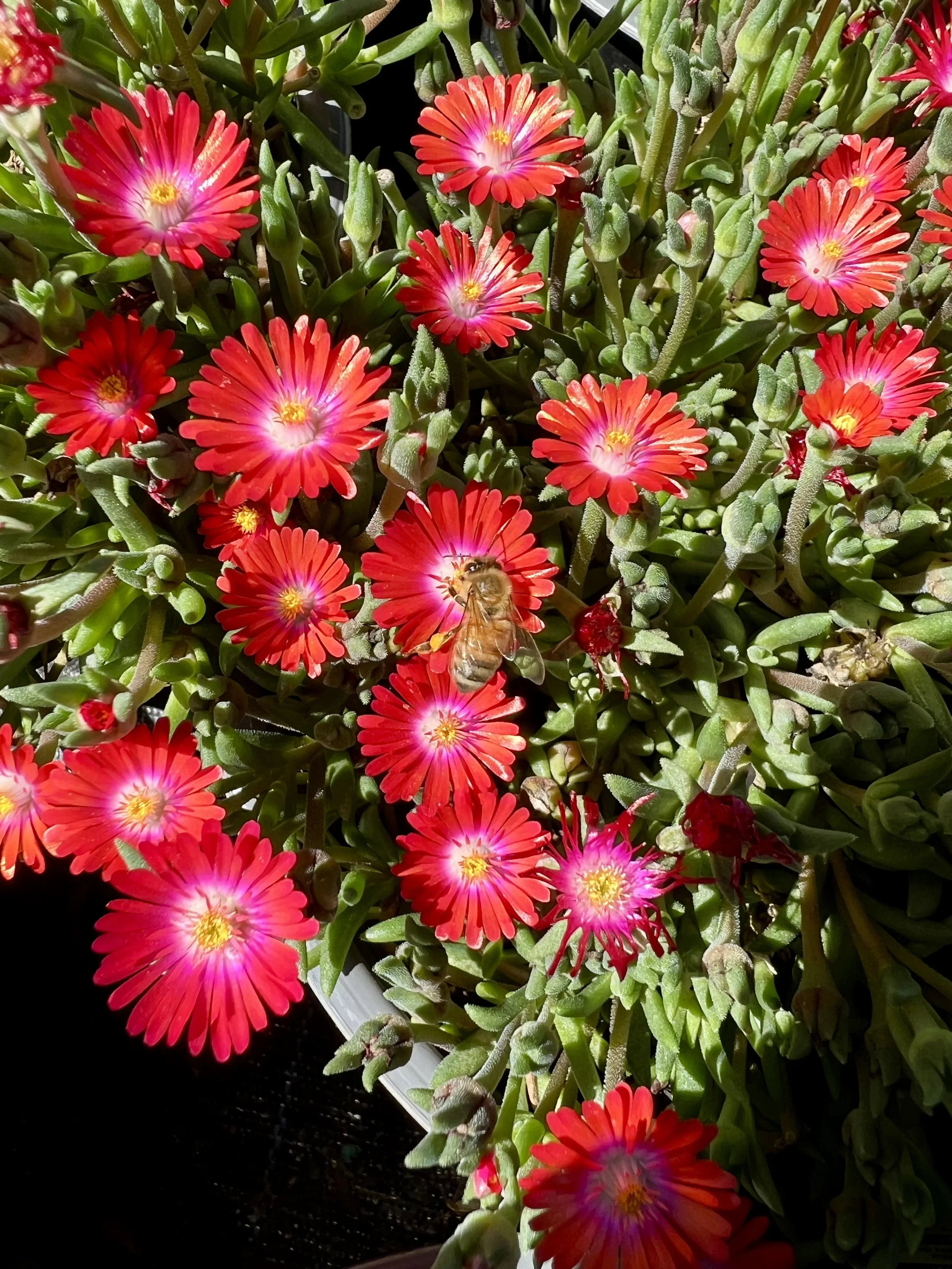Delosperma cooperi 'Garnet'