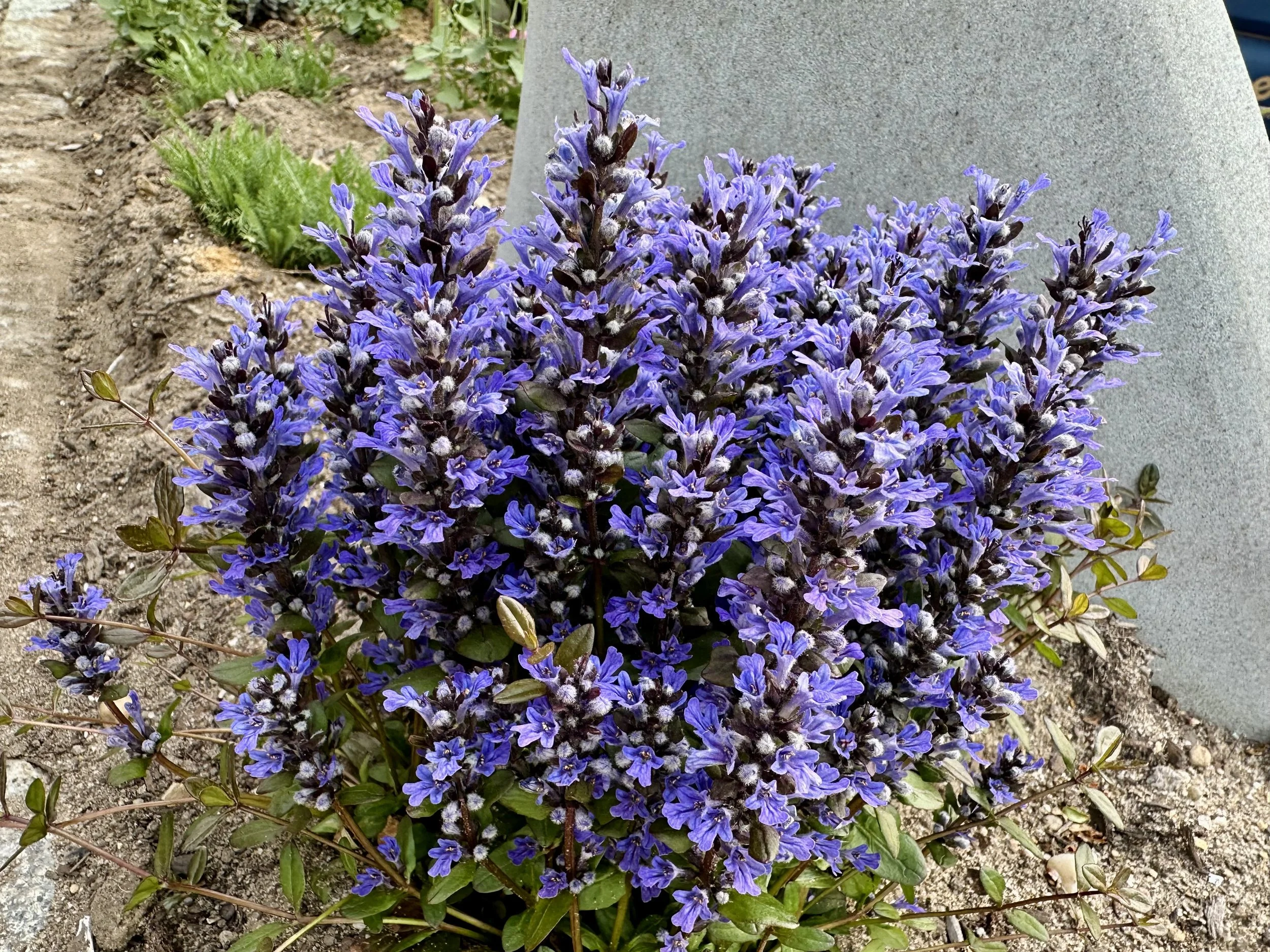 Ajuga reptans 'Chocolate Chip'