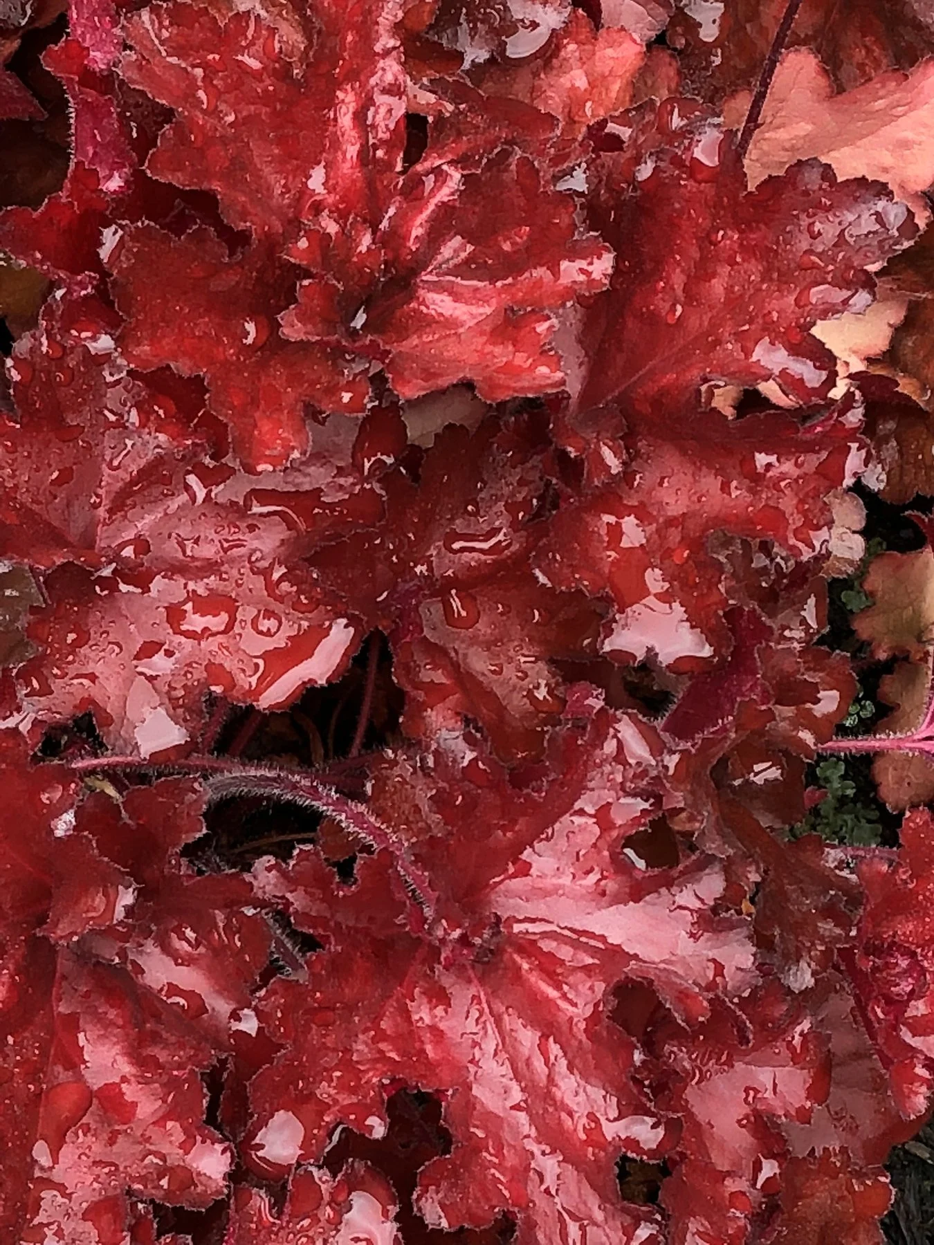 Heuchera-Forever-Red-9.jpg