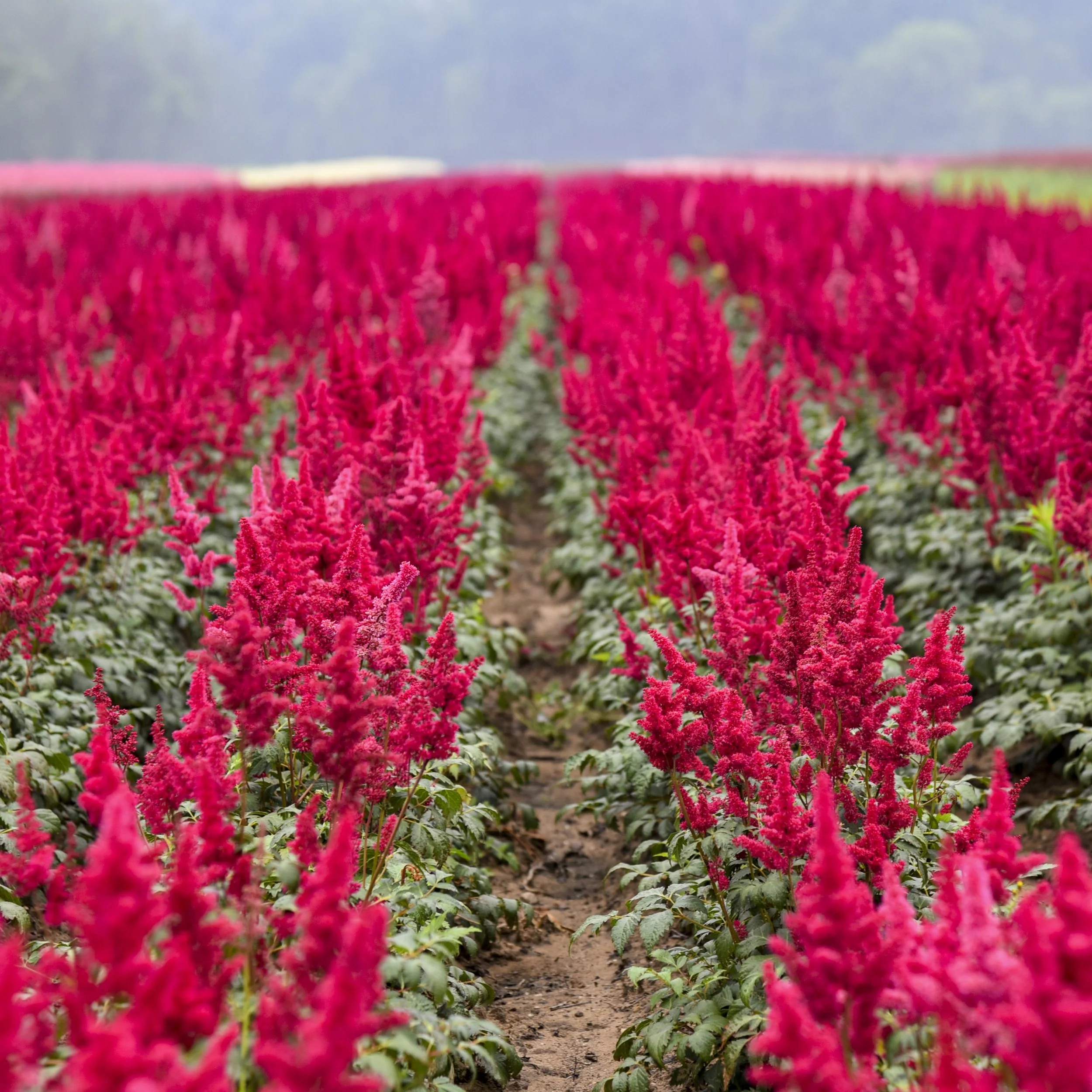 Astilbe 'Fanal' 0002 high res.jpg