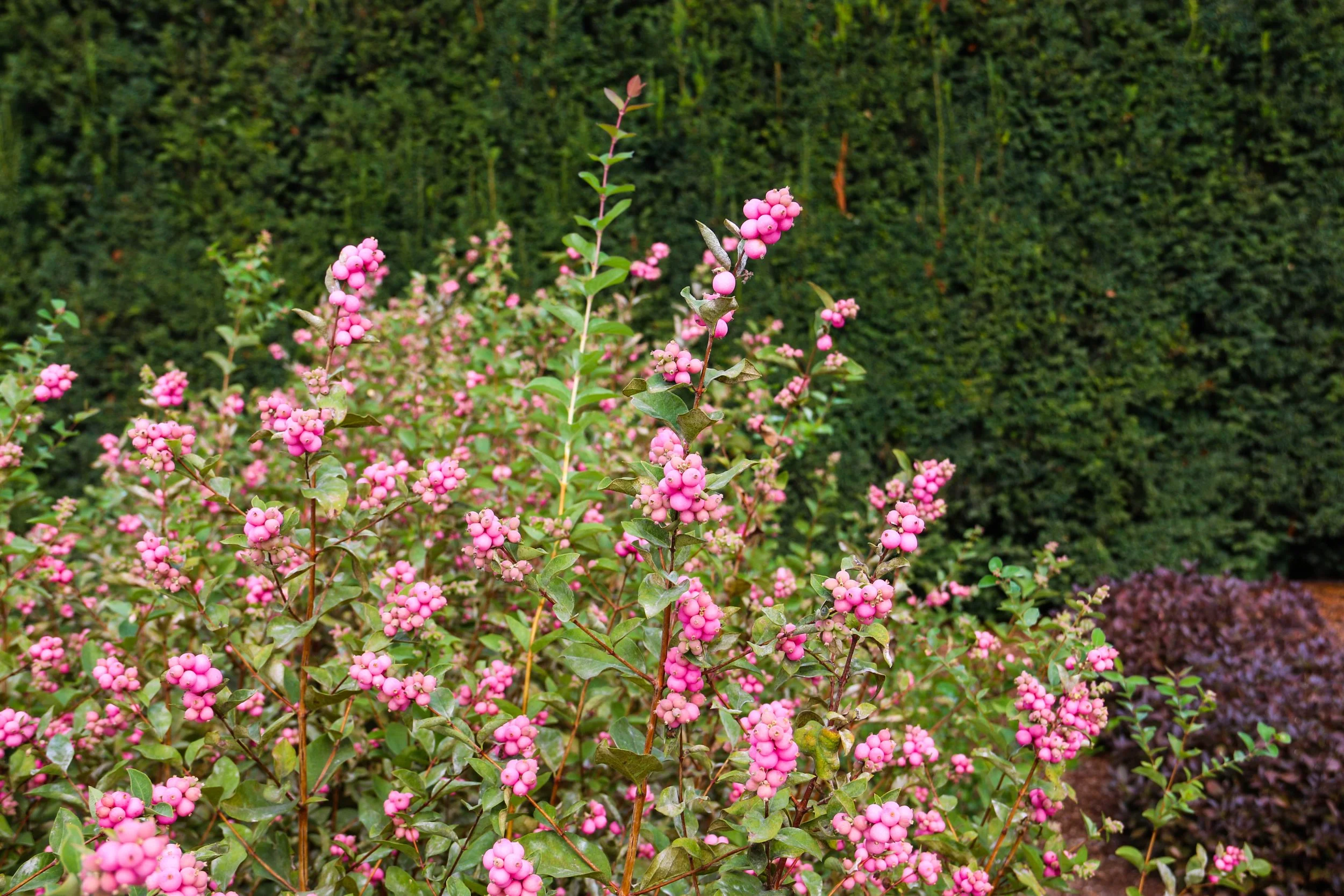 symphoricarpos-pinky-promise-landscape-03.jpg