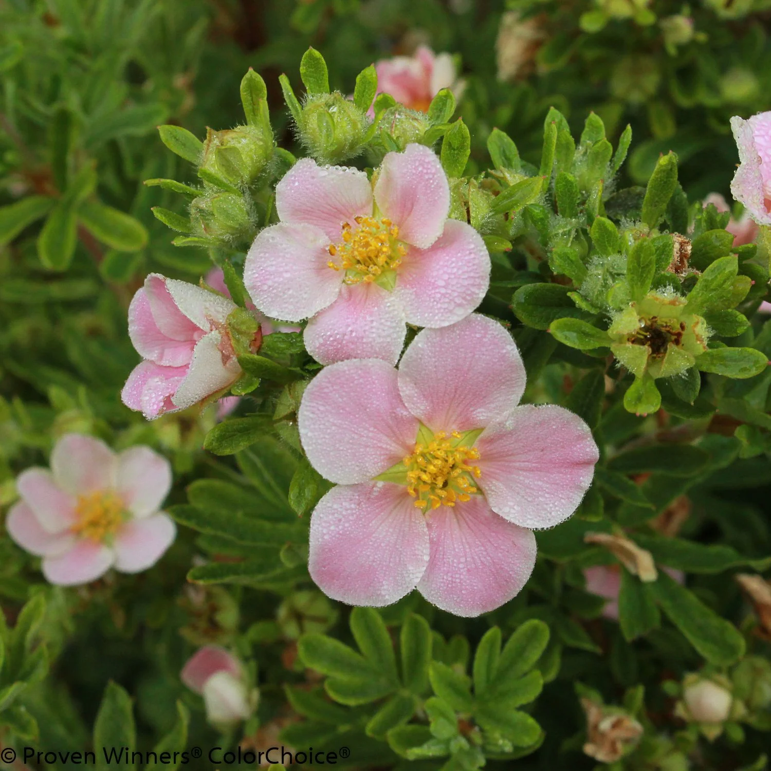 Potentilla fruticosa Happy Face® Pink Paradise