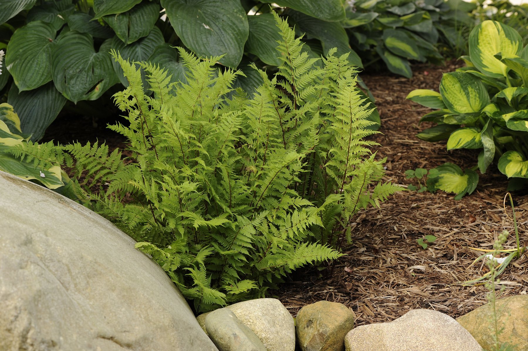 Athyrium filix-femina 'Lady in Red'