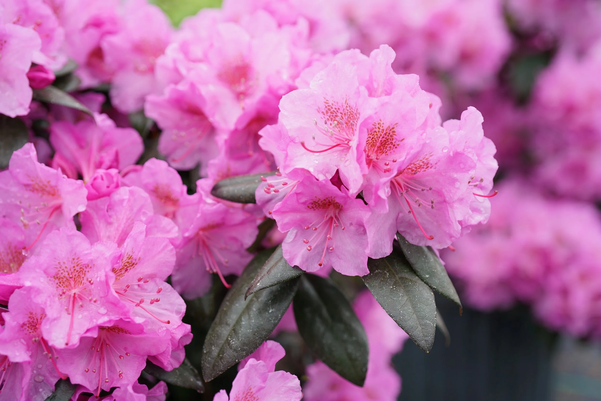 rhododendron_black_hat_1.jpg