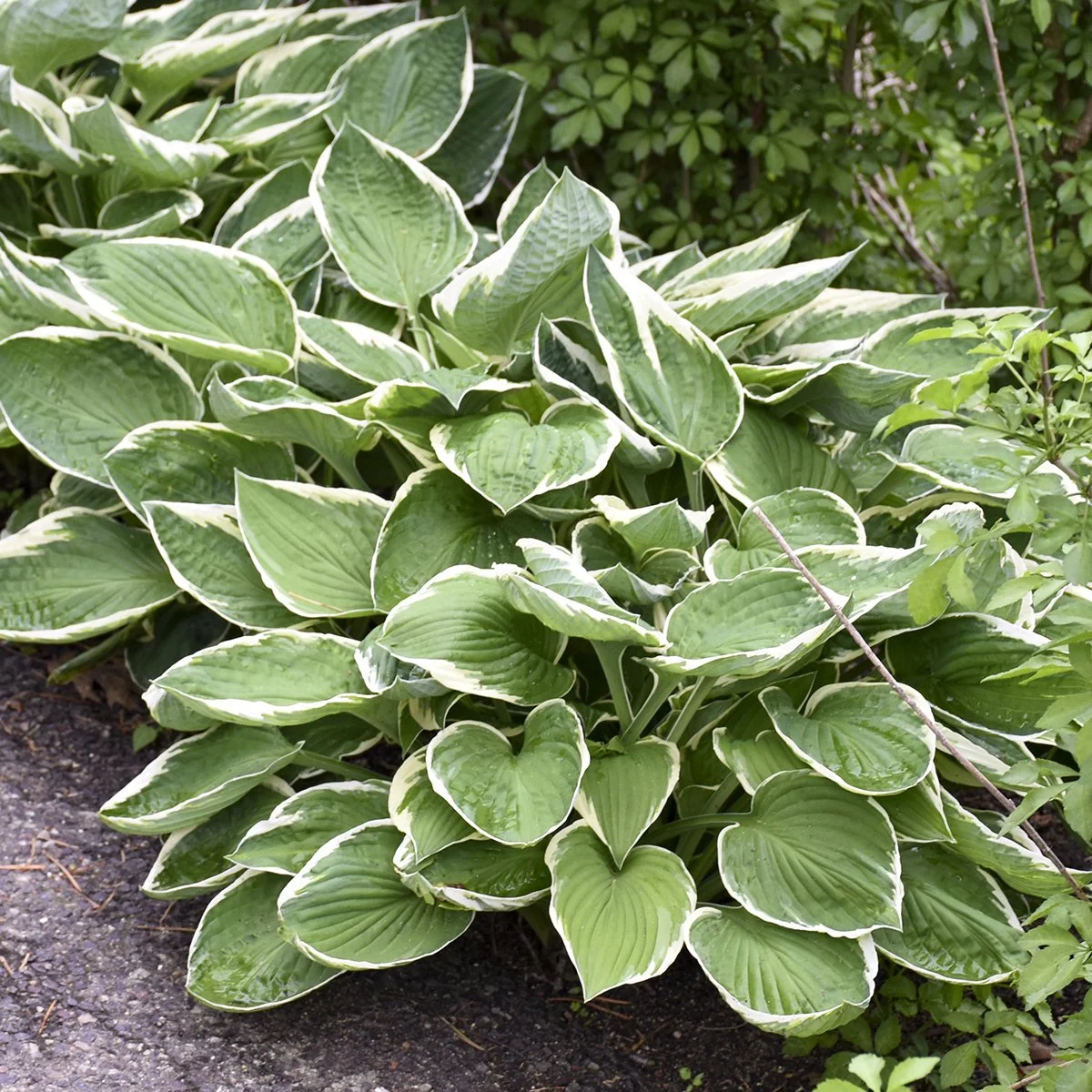 Hosta x 'Francee'