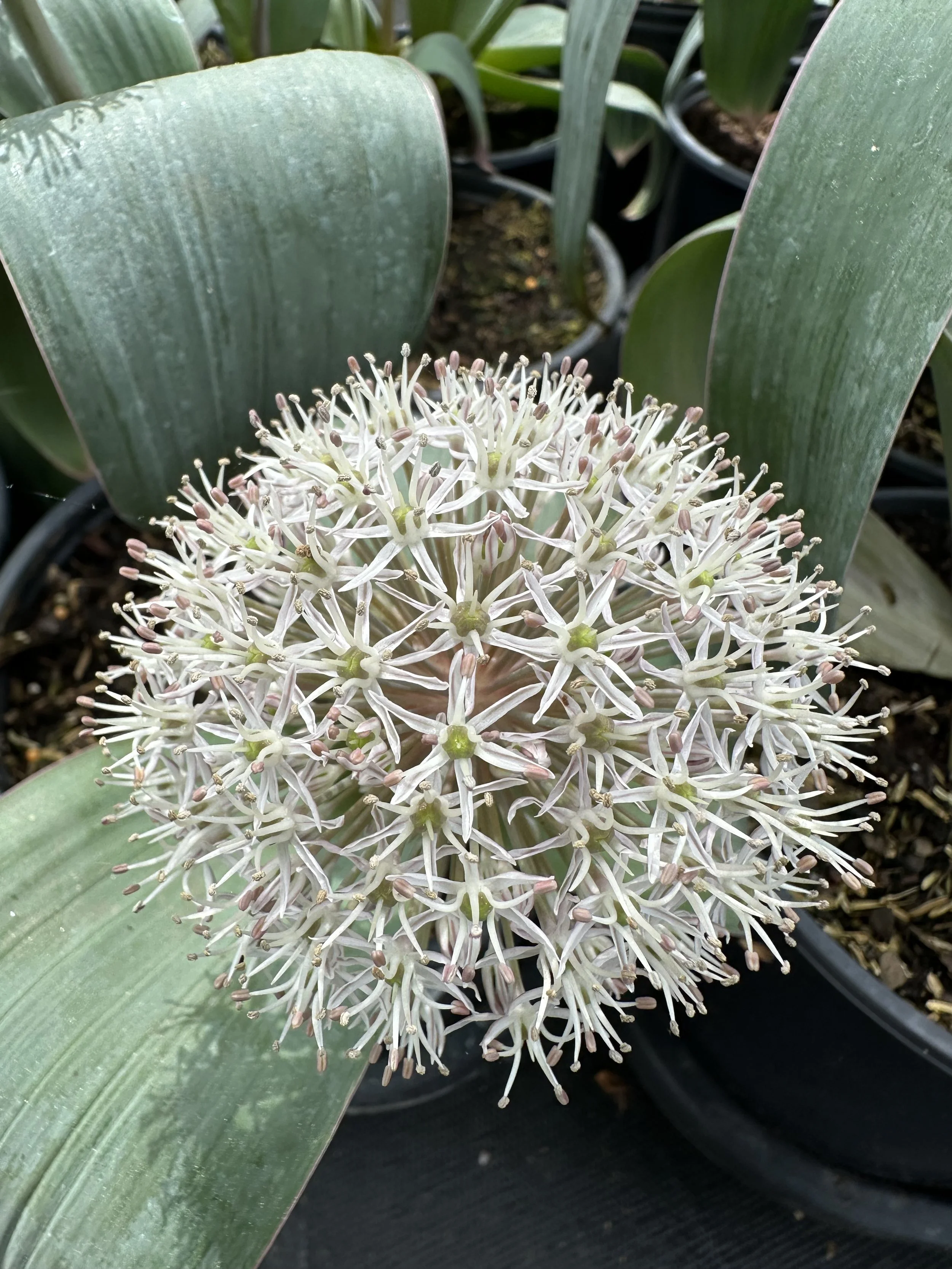 Allium karataviense (Turkistan Ornamental Onion)