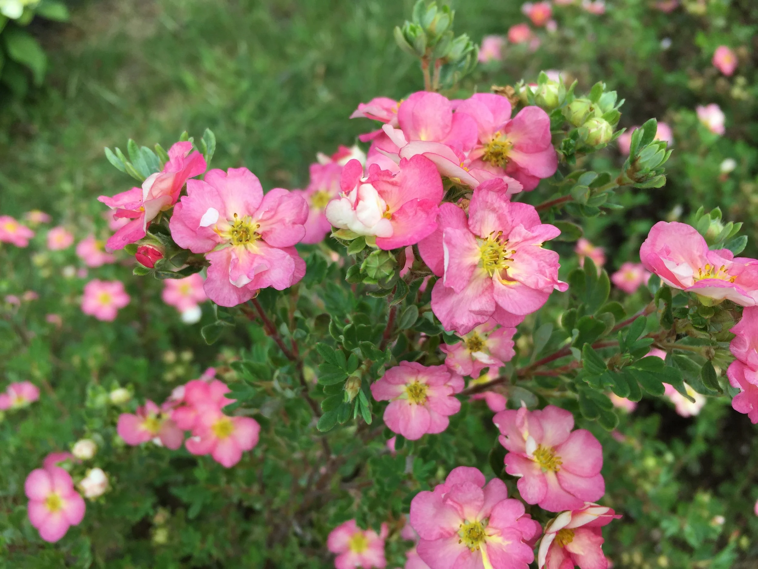 potentilla_happy_face_hearts_1.jpg