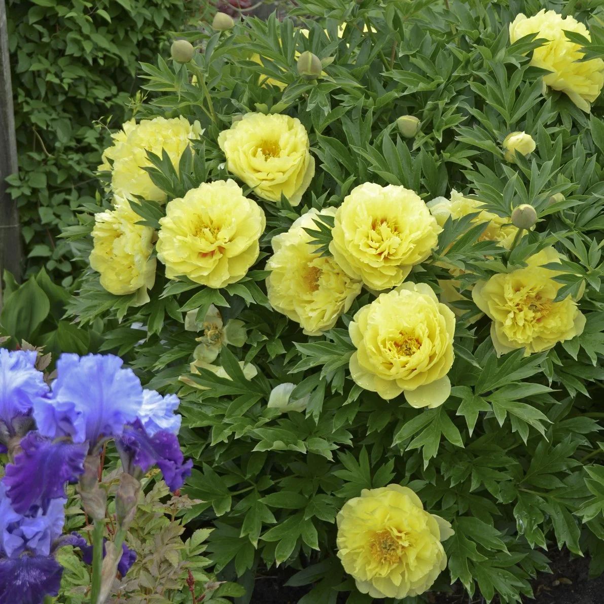 Paeonia 'Bartzella' 0000 high res.jpg