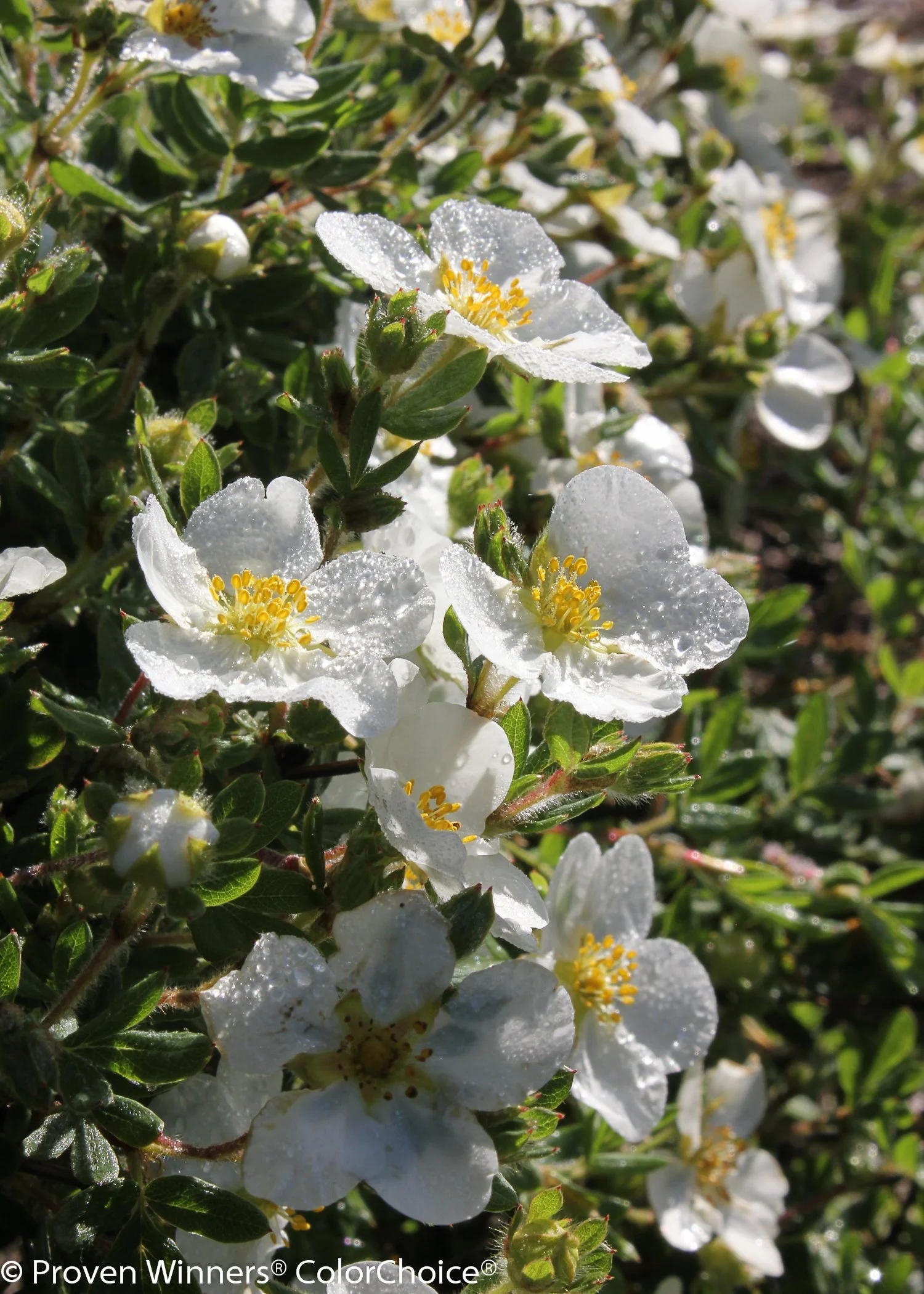 happy_face_white_potentilla-3.jpg