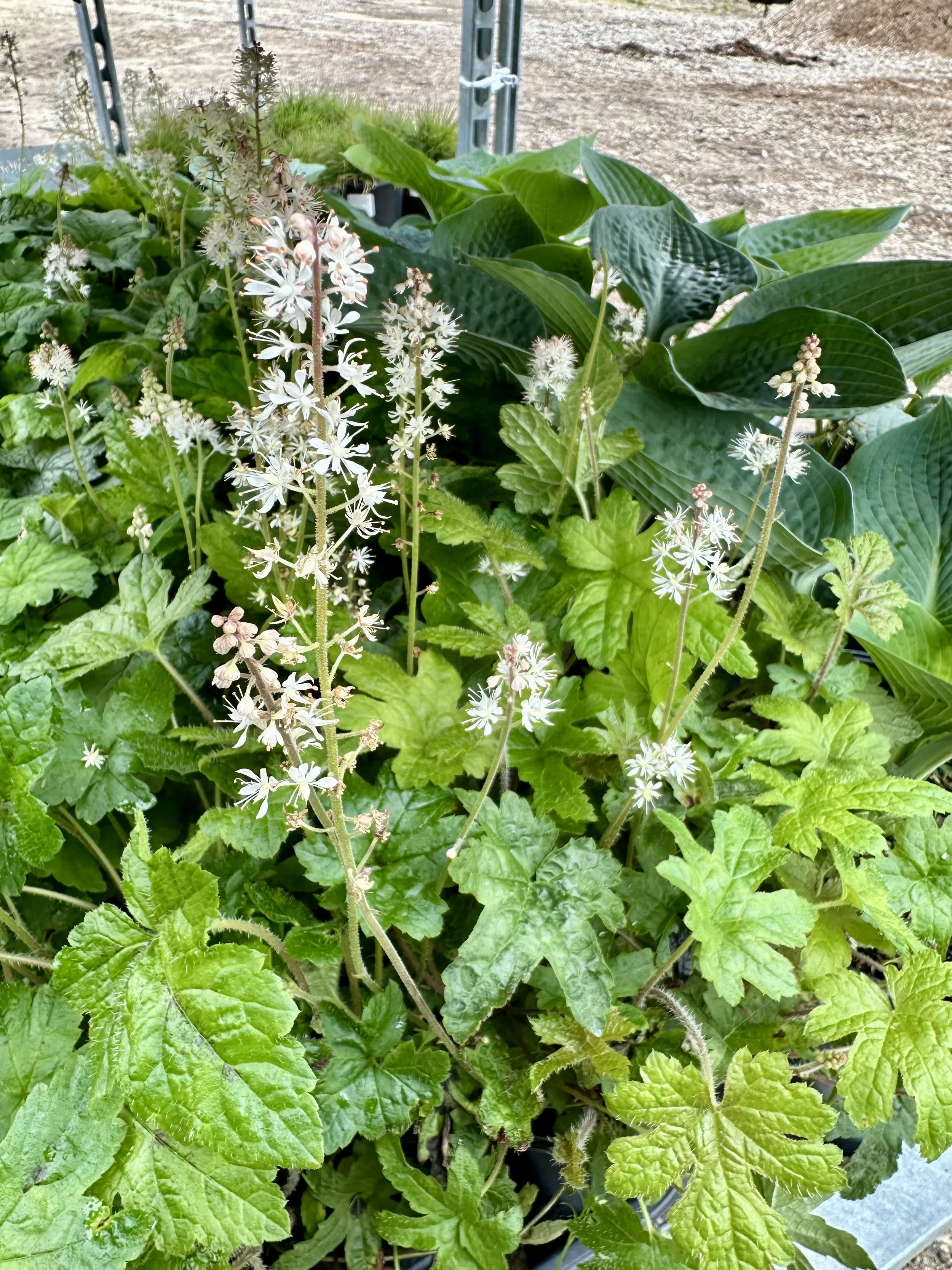 Tiarella cordifolia (Foamflower)