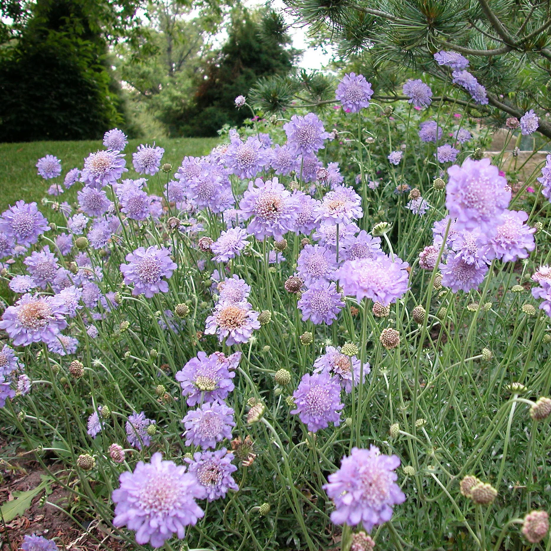 Scabiosa columbaria 'Butterfly Blue' 0001 high res.jpg