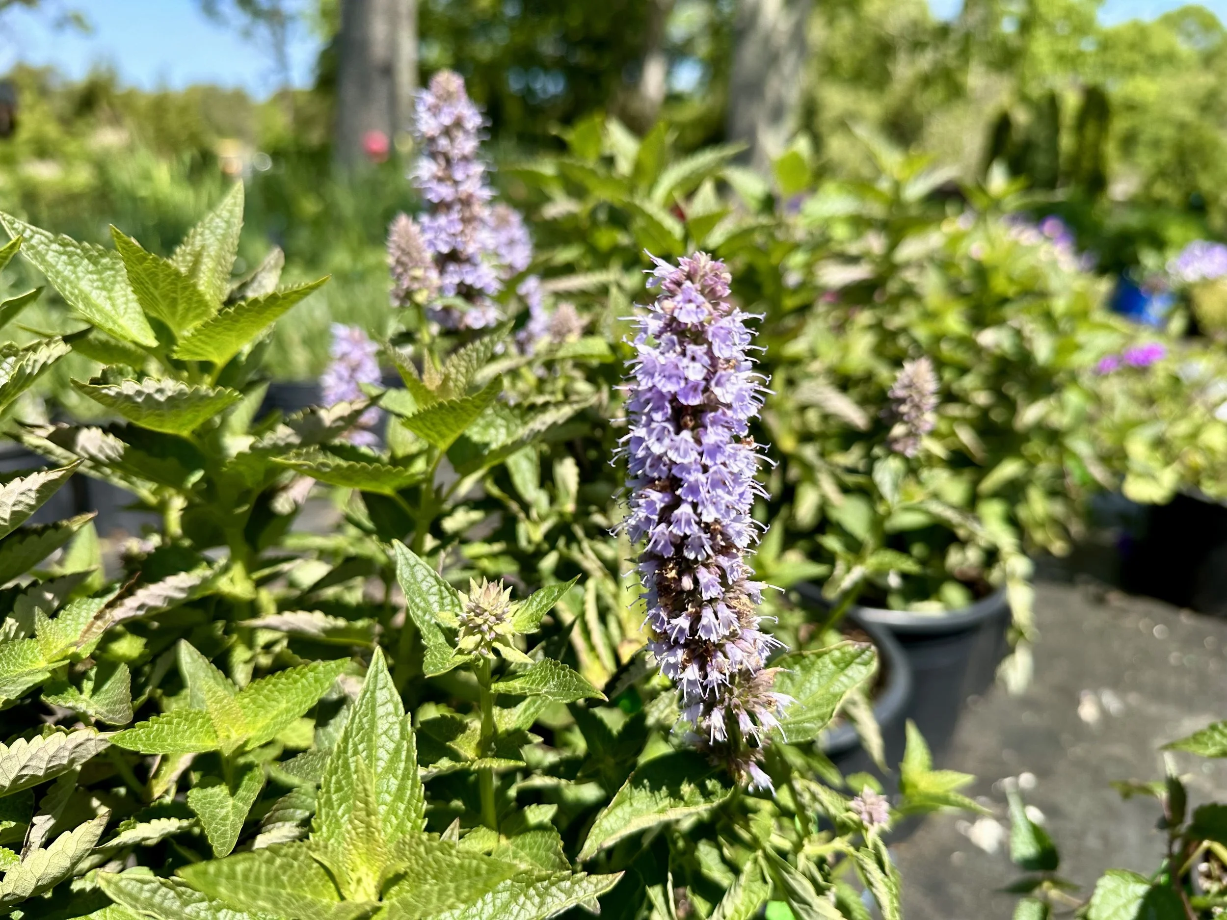 IMG_8684.jpeg