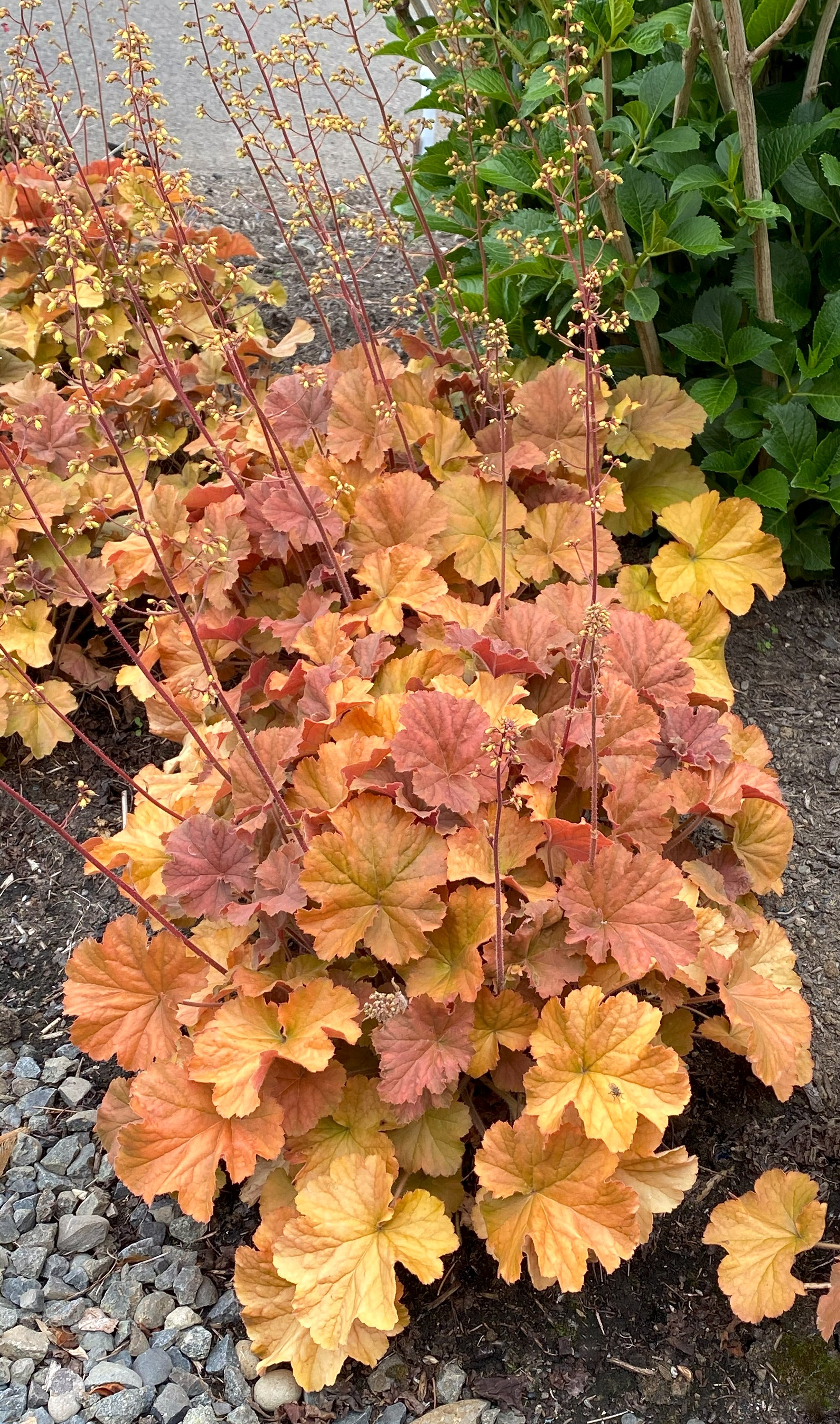 Heuchera-Northern-Exposure-Amber-13.jpg