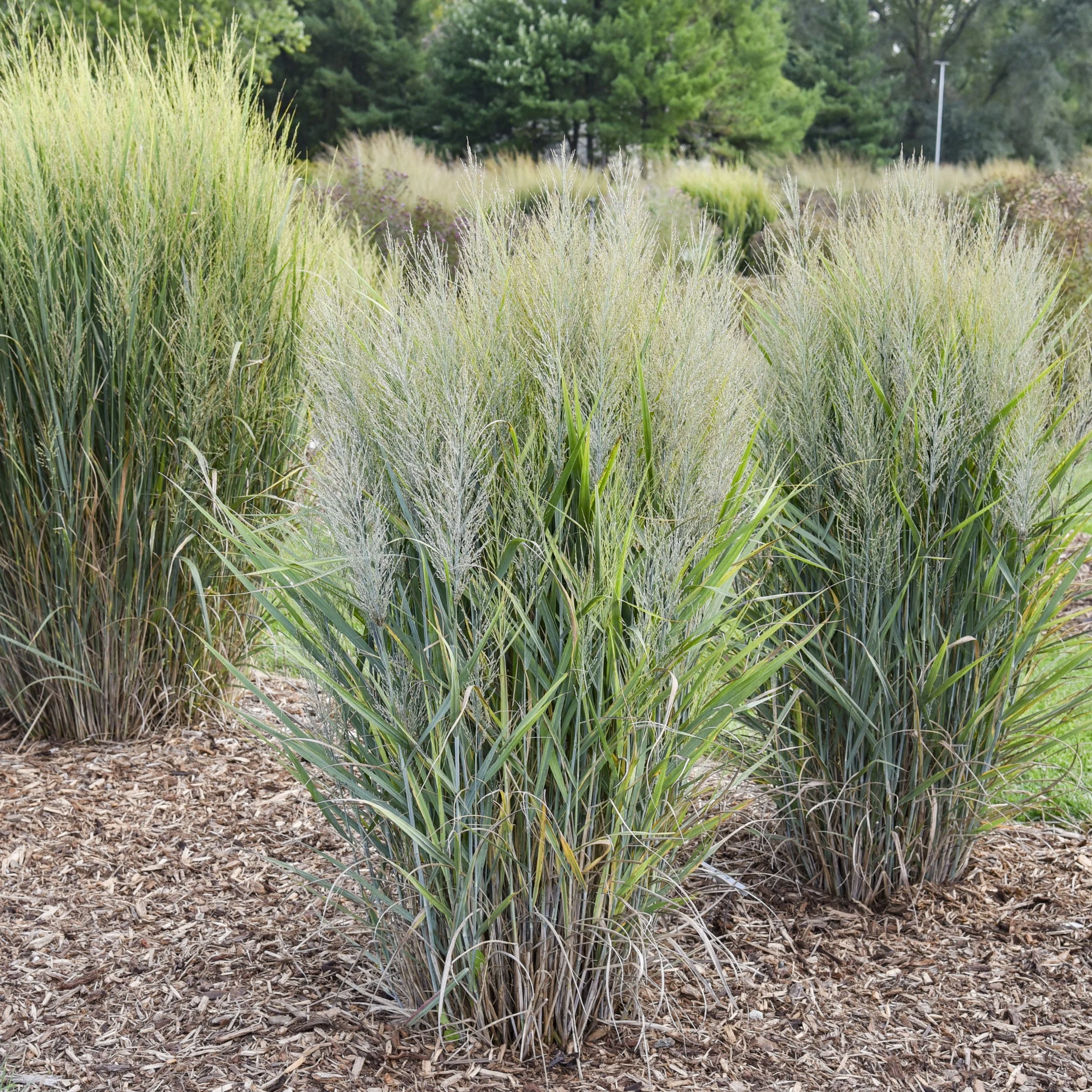 Panicum virgatum 'Smoking Gun'