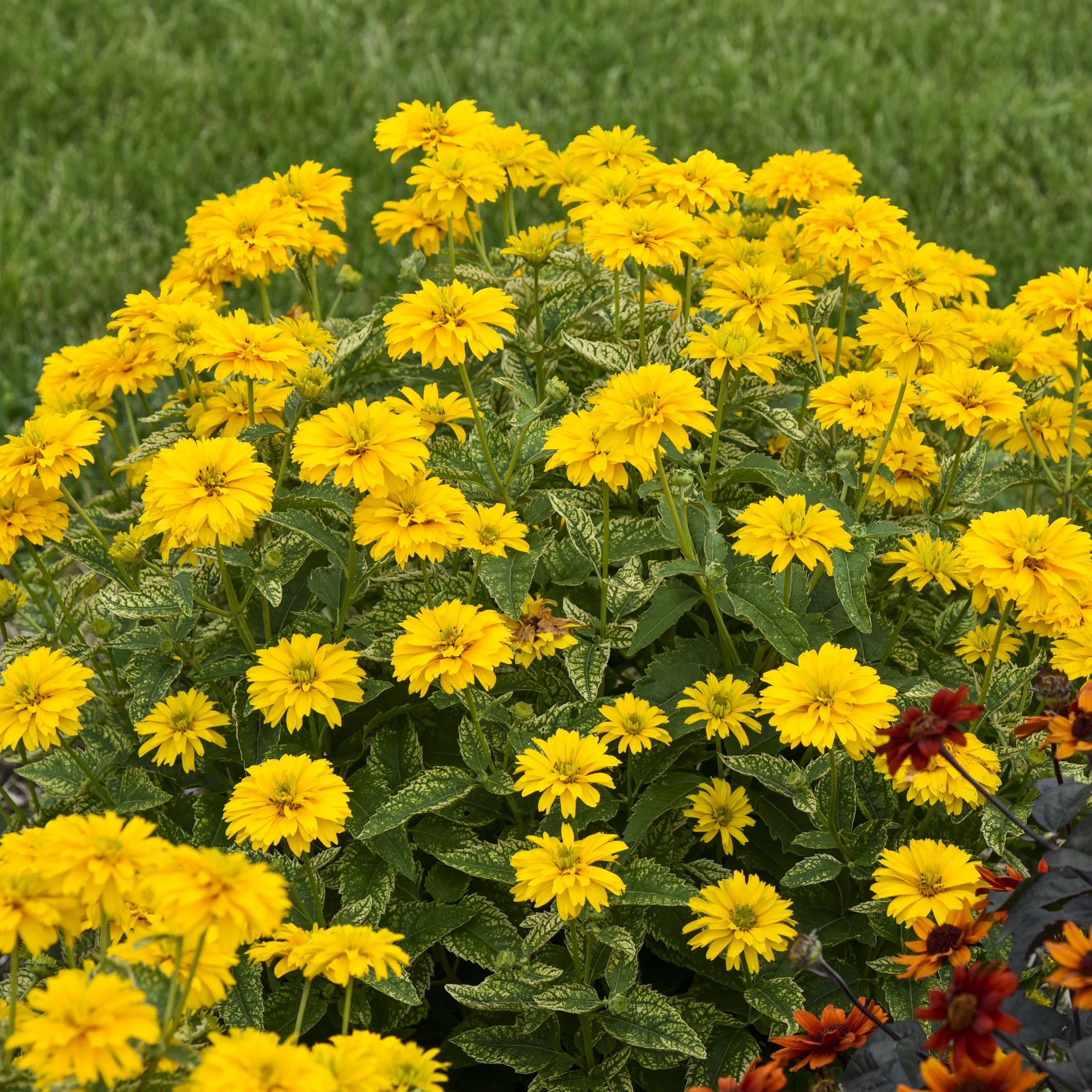 Heliopsis helianthoides 'Sunny Disposition' PP37343 0000 high res.jpg