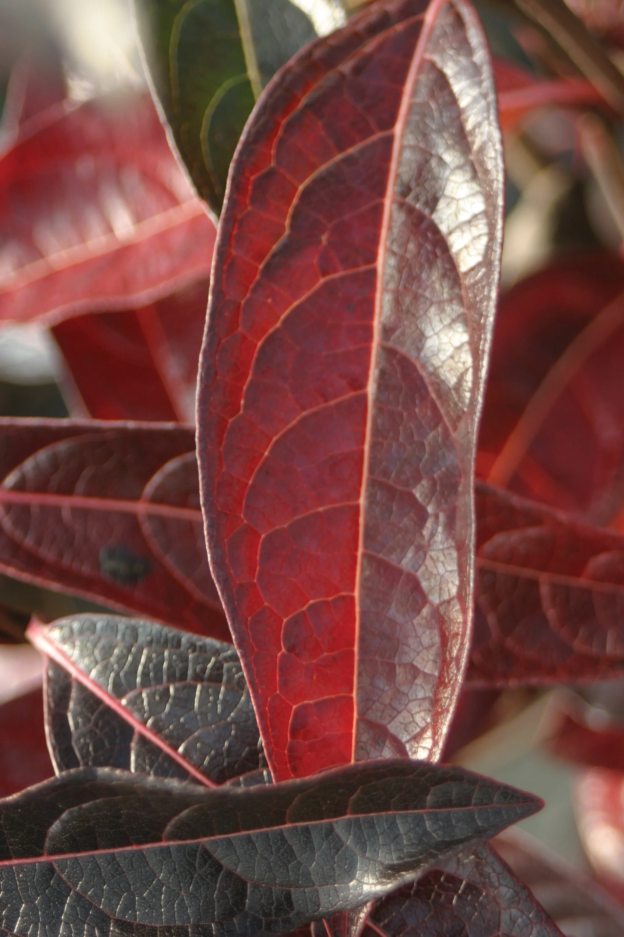 brandywine_viburnum.jpg