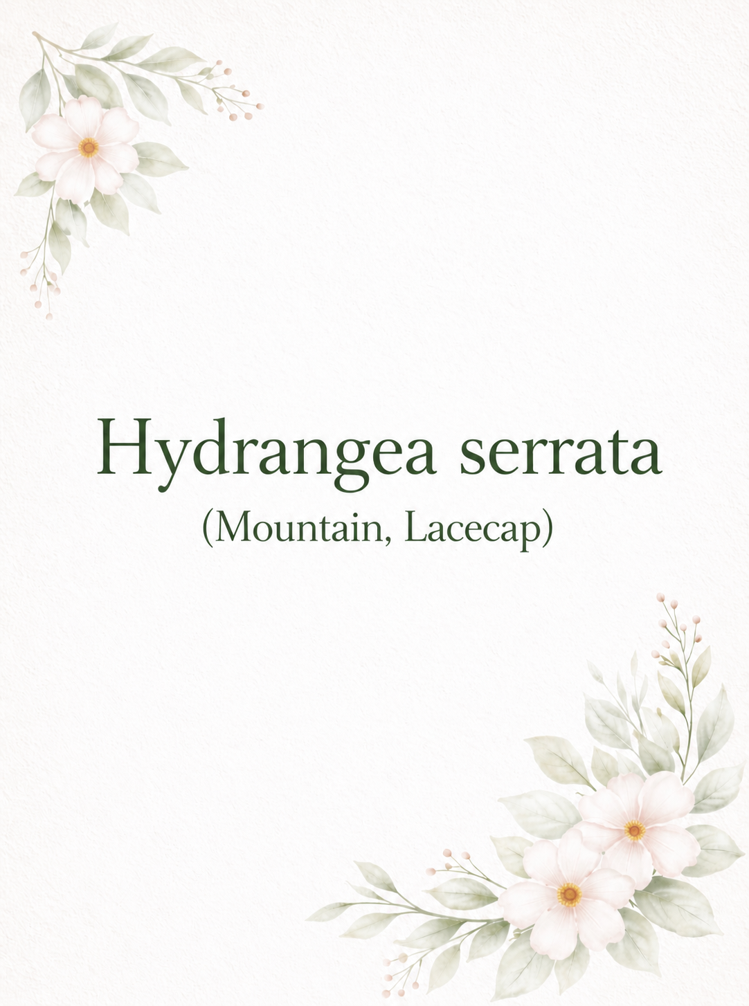 Mountain, Lacecap Hydrangeas (serrata)