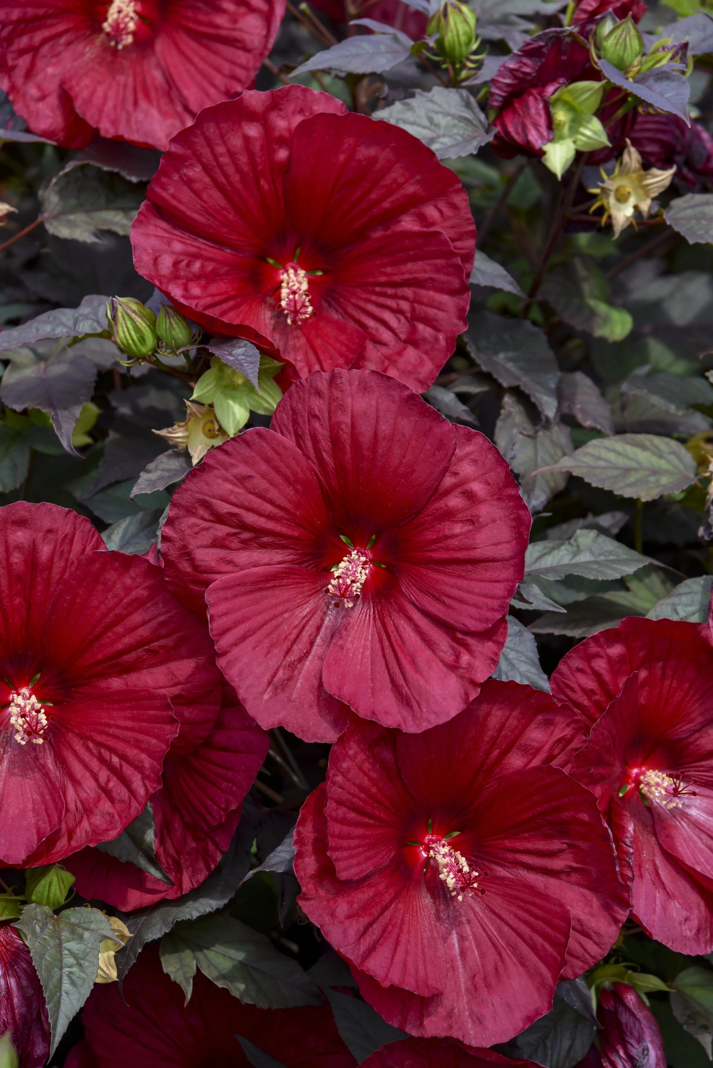 Hibiscus x 'Holy Grail'