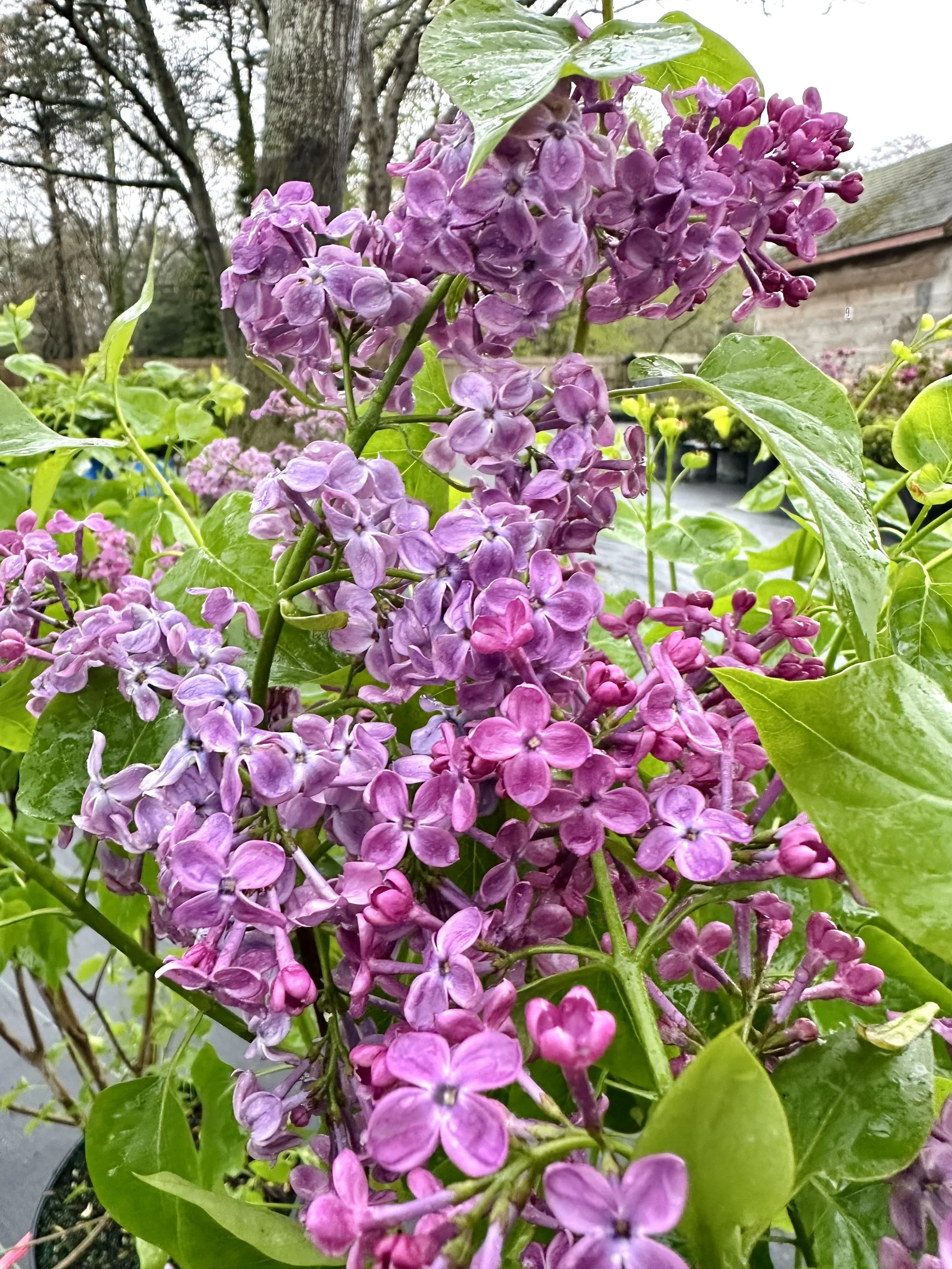 IMG_4740.jpeg