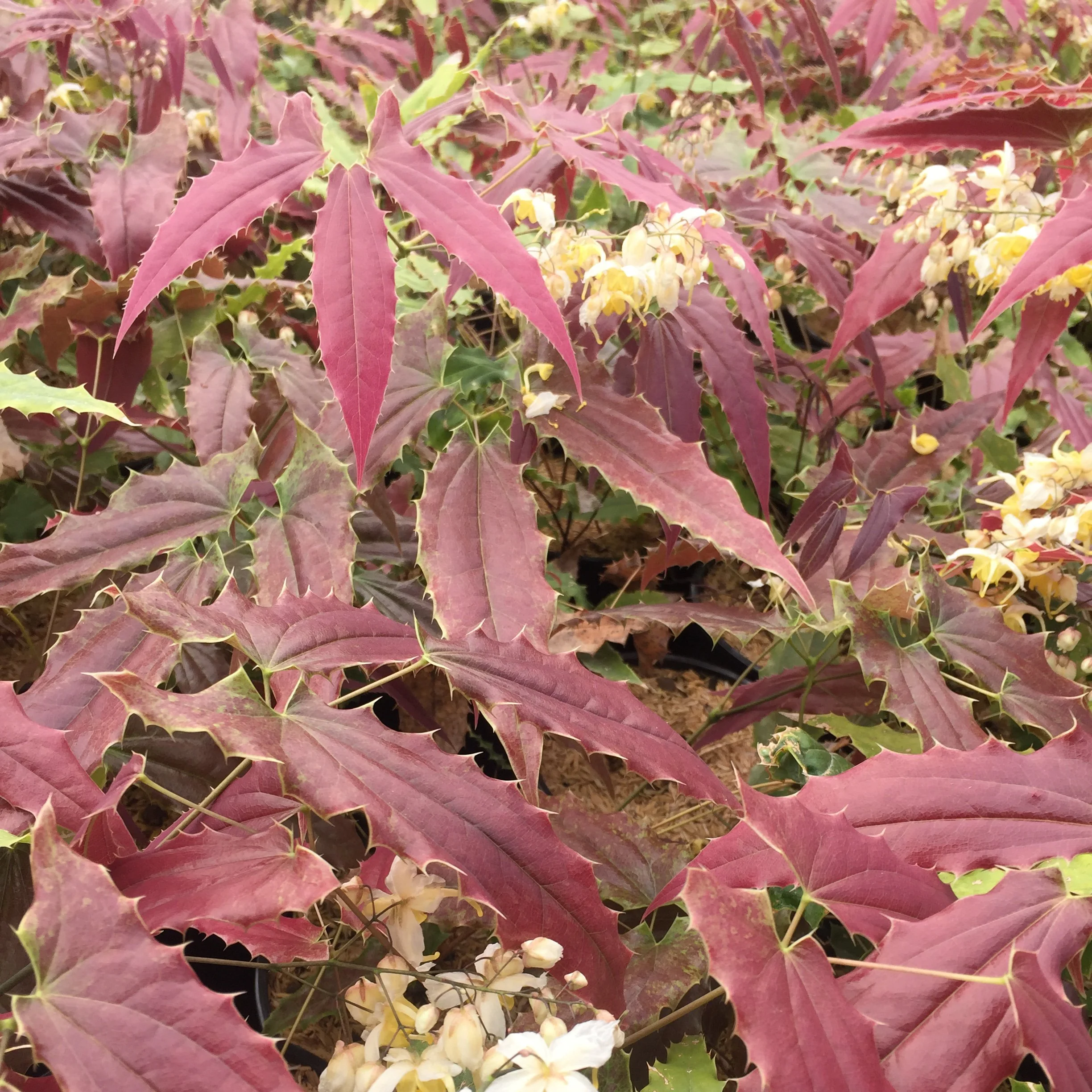 Epimedium wushanense 'Sandy Claws' 0000 high res.jpg