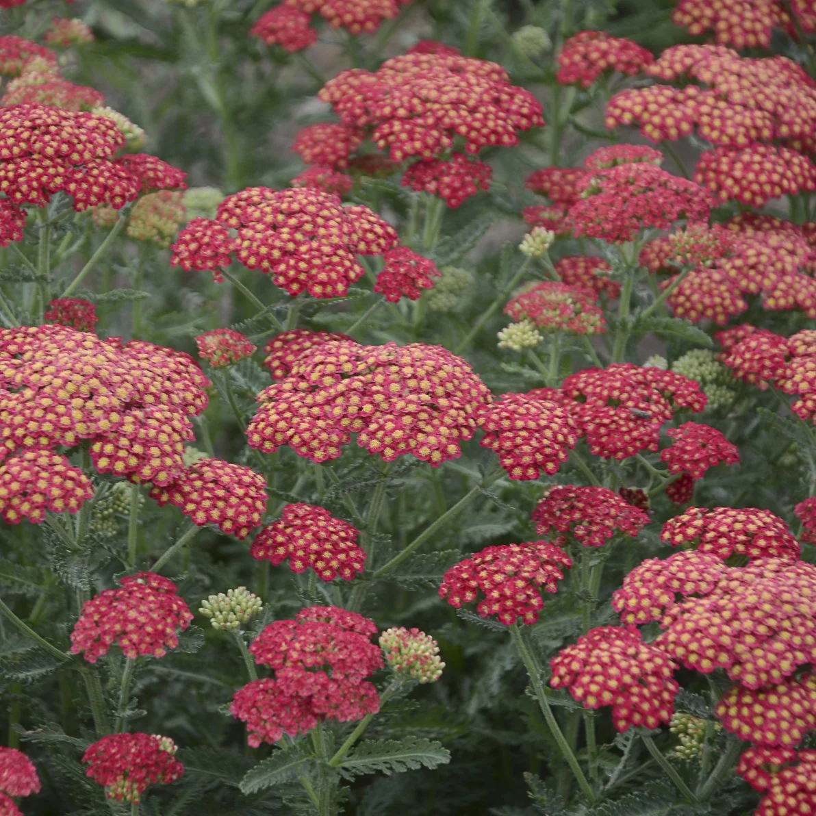Achillea x 'Firefly Red Pop'