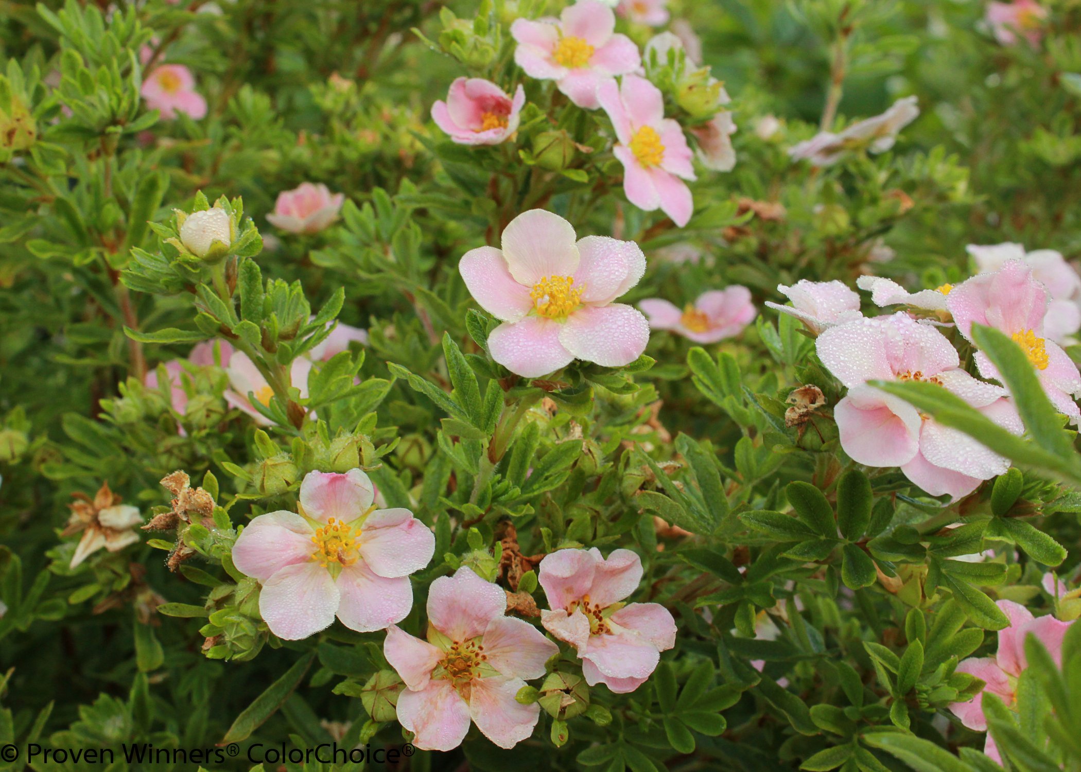 happy_face_pink_paradise_potentilla-5.jpg