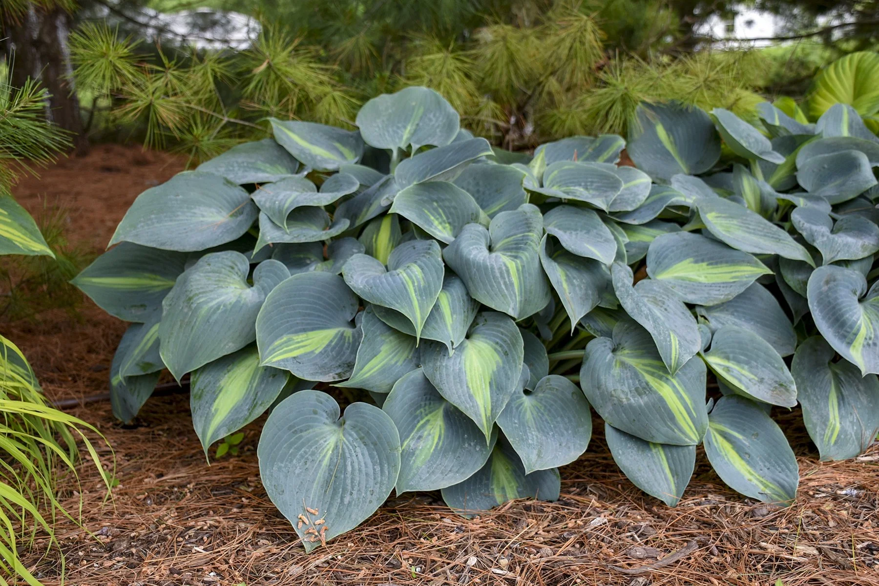 Hosta x 'Touch of Class'