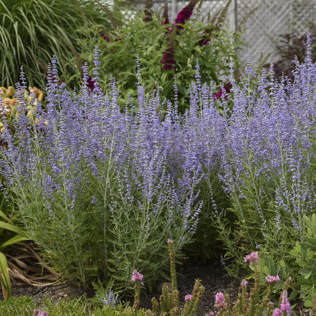 Perovskia atriplicifolia 'Blue Jean Baby' PP29281 0003 high res.jpg