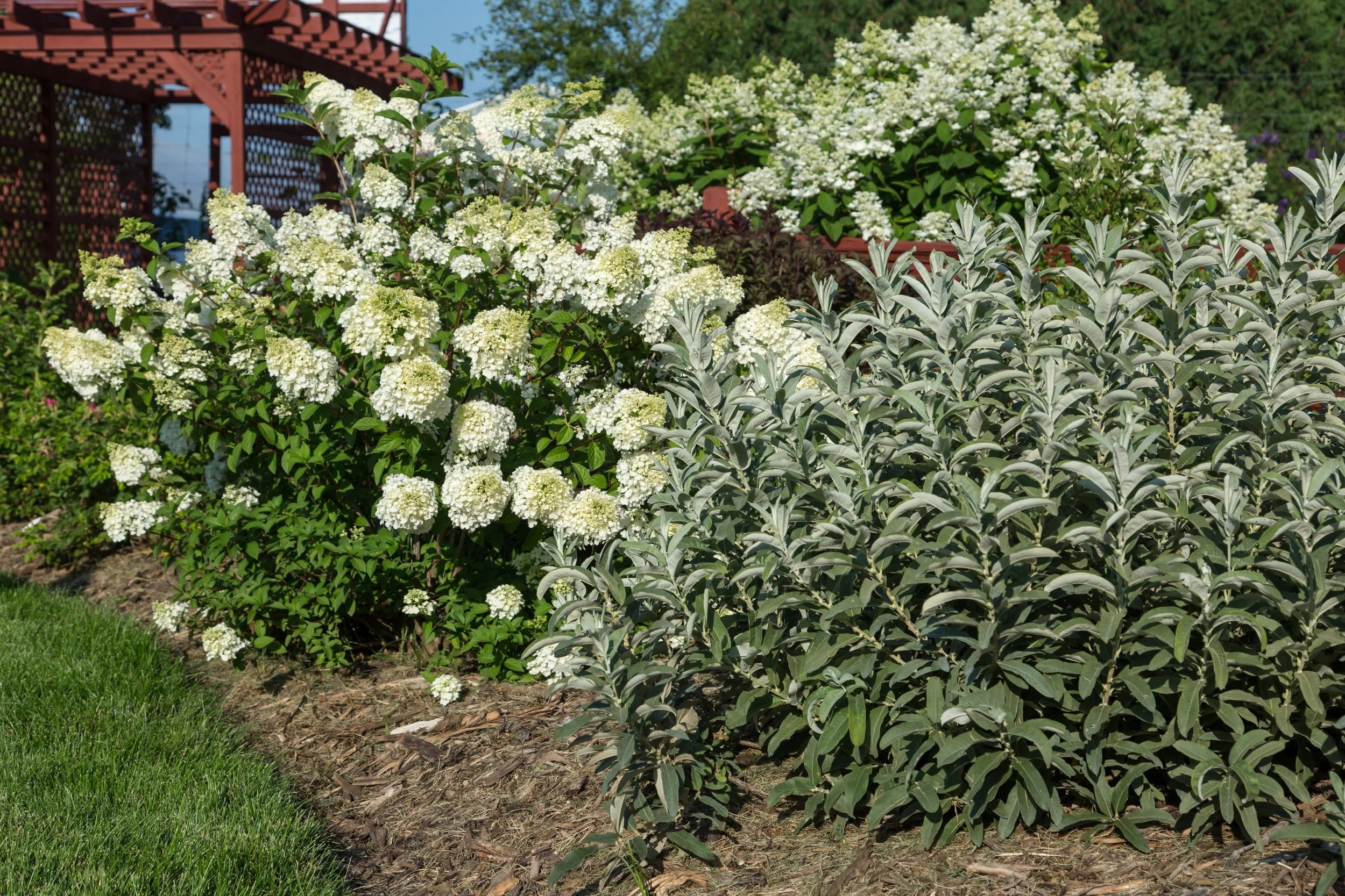 SalixIcebergAlley-051-13138-1.jpg