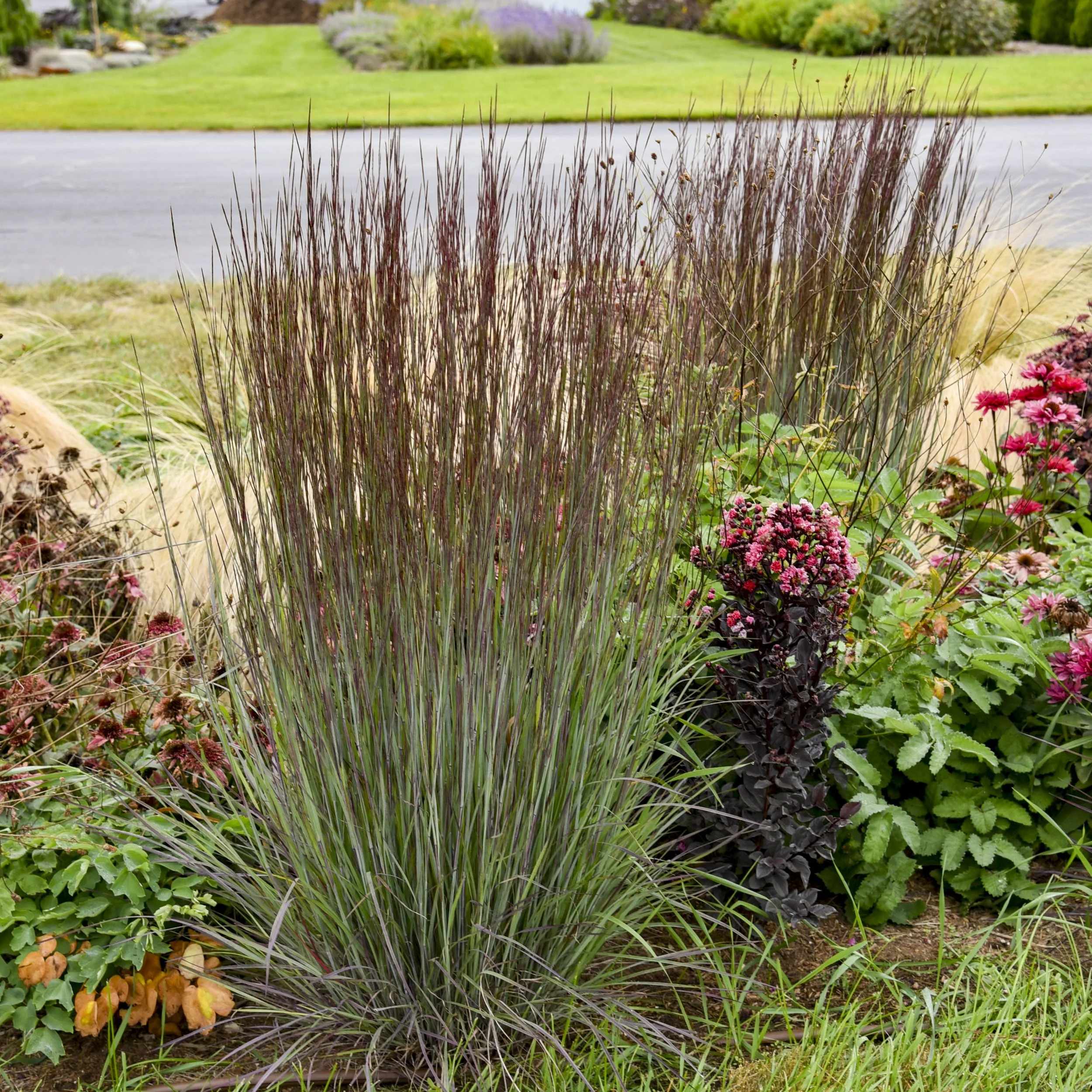 Schizachyrium scoparium 'Cinnamon Sticks' PPAF 0001 high res.jpg