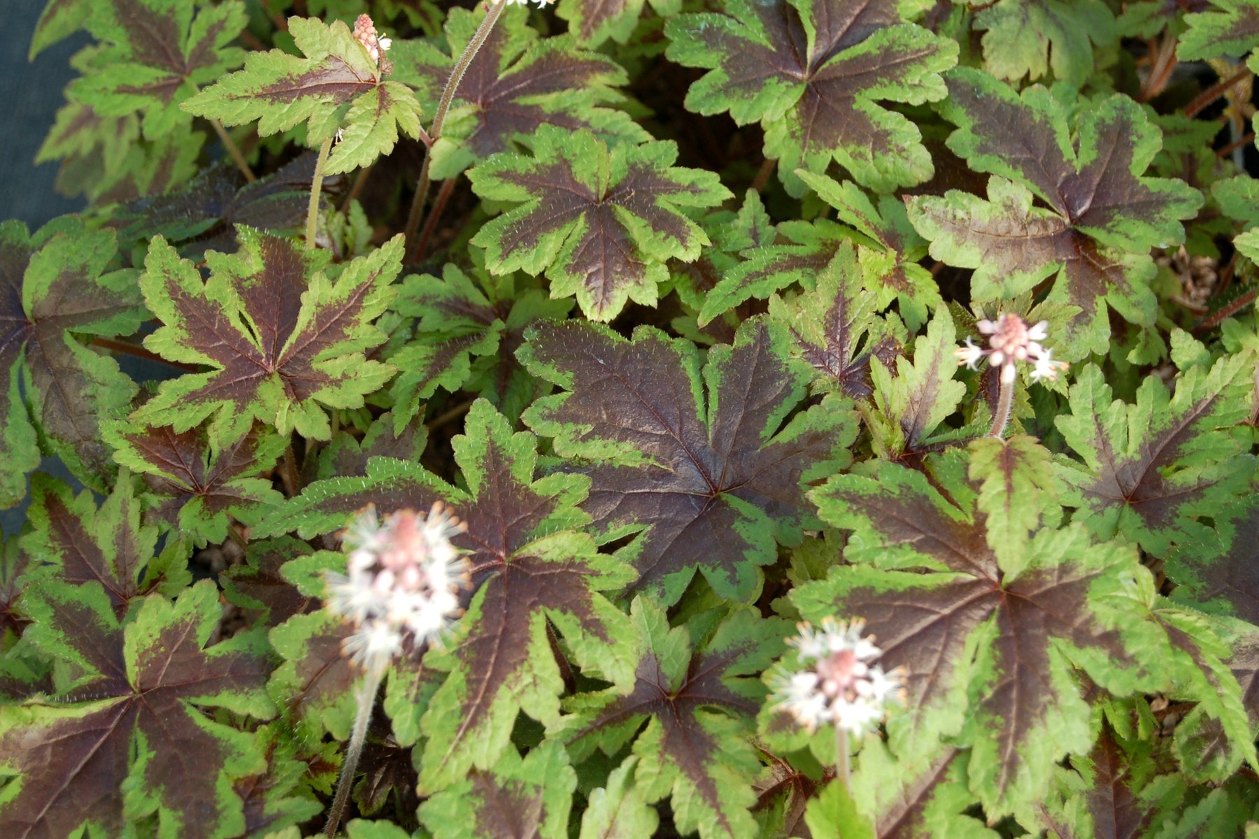 Tiarella-Sugar-and-Spice-3.jpg