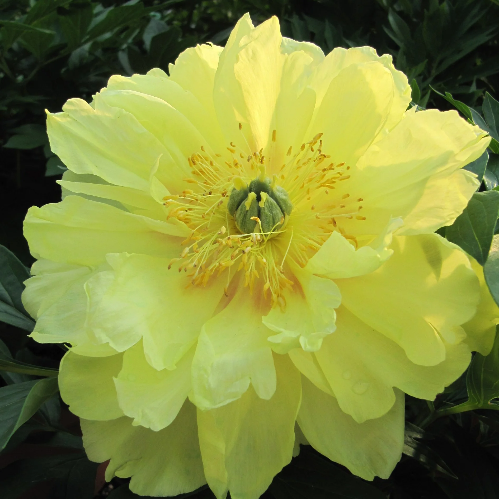 Paeonia 'Bartzella' 0003 high res.jpg
