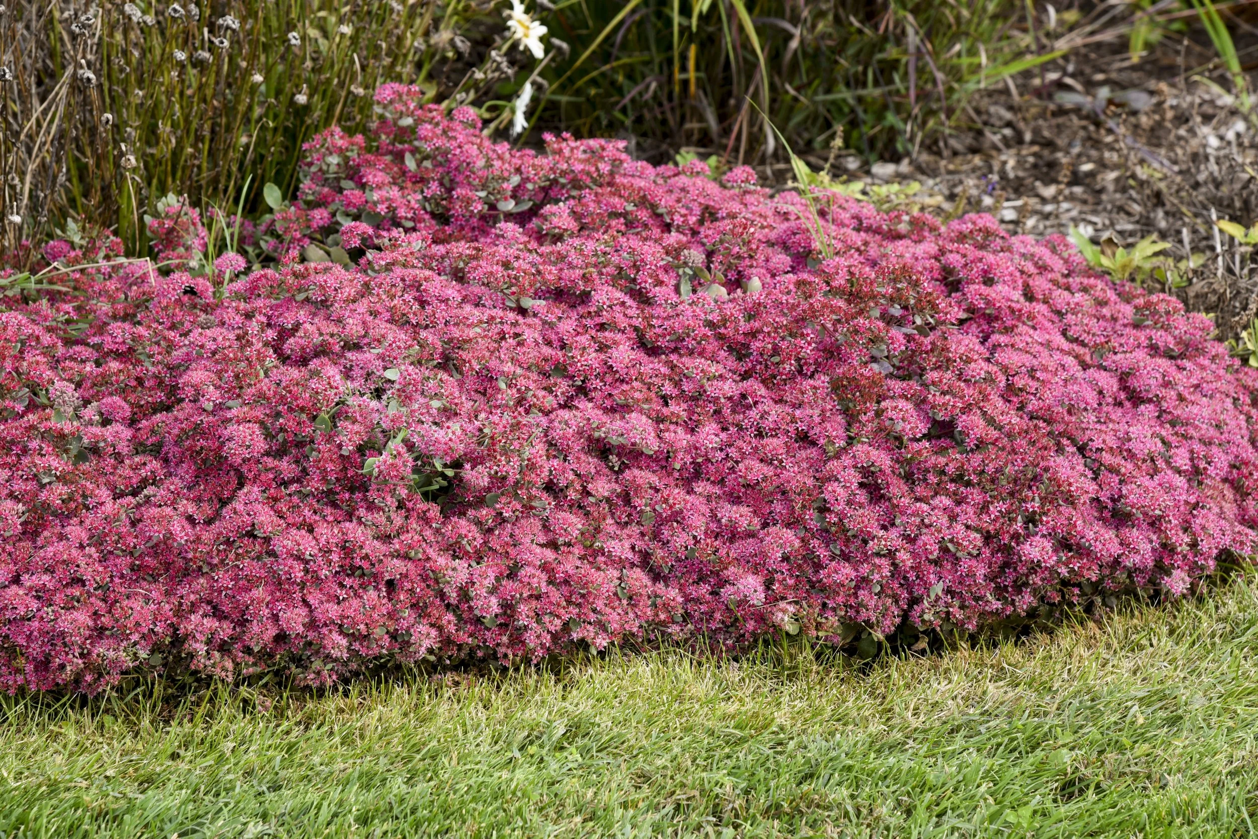 Sedum x 'Superstar'