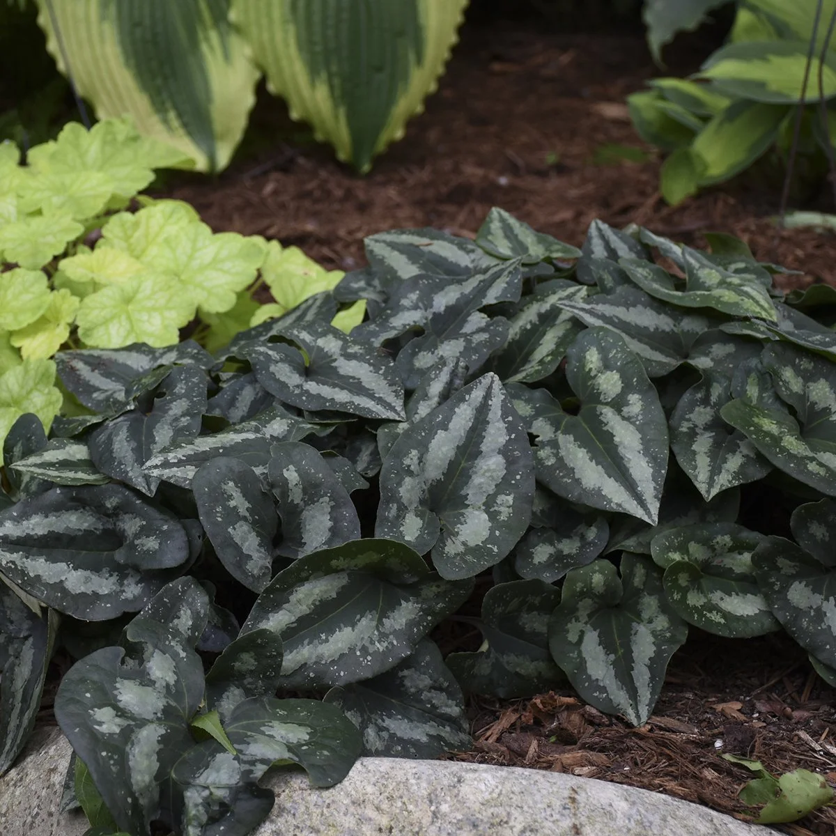 Asarum splendens 0002 high res.jpg