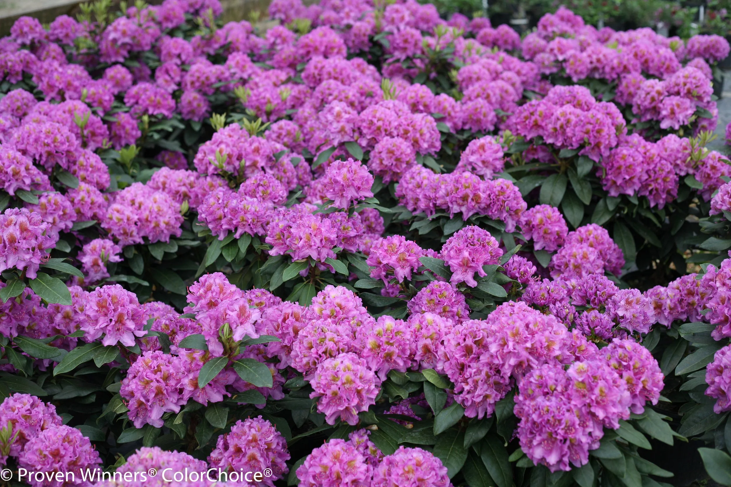 dandy_man_purple-9432.jpg