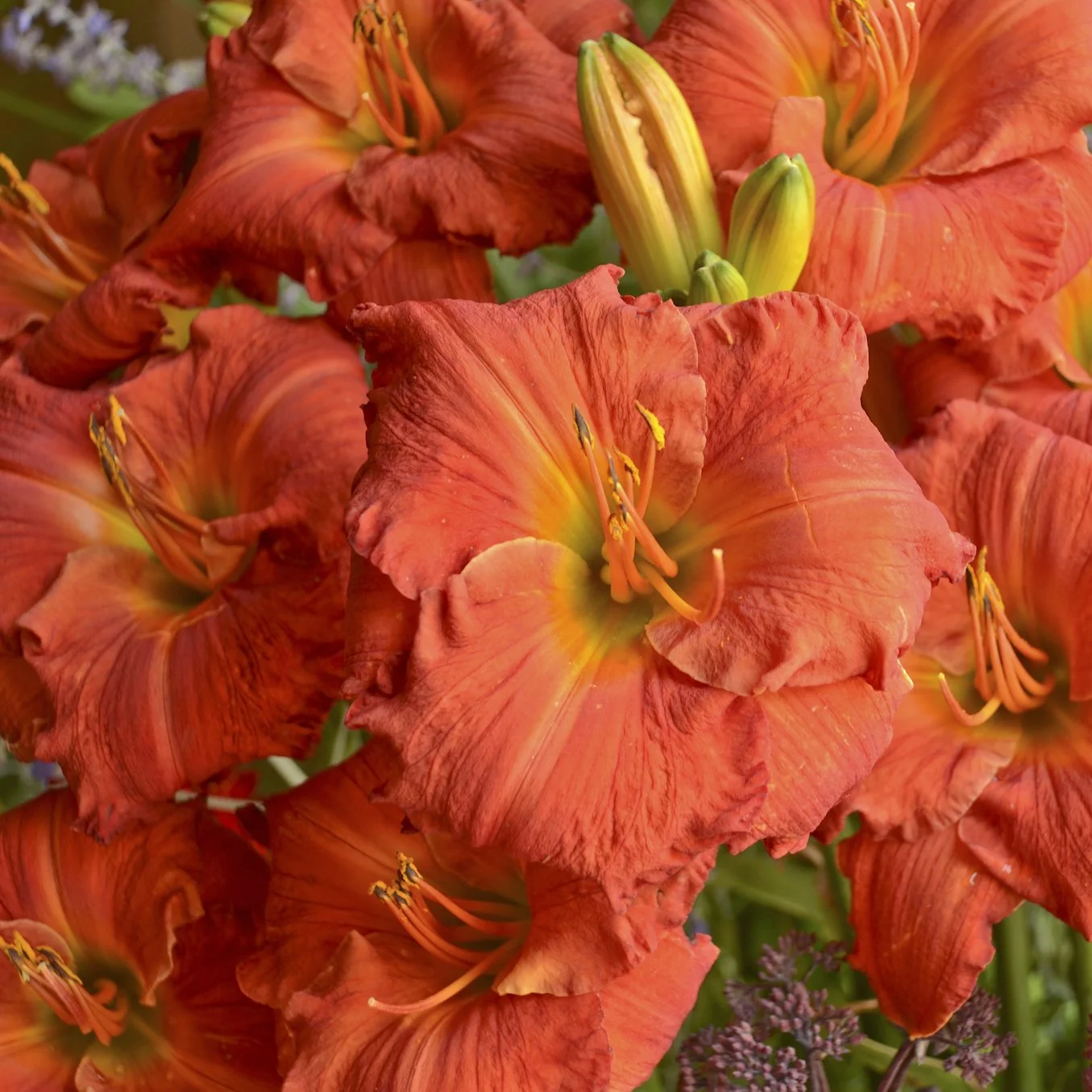 Hemerocallis 'Desert Flame' 0000 high res.jpg