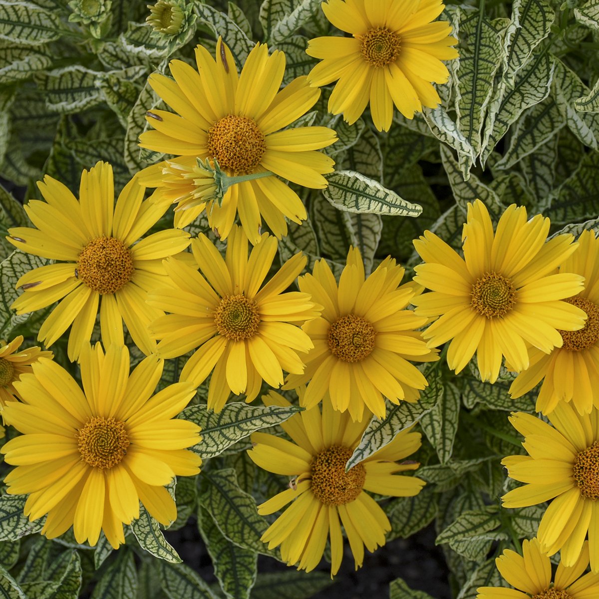 Heliopsis helianthoides 'Sunstruck'
