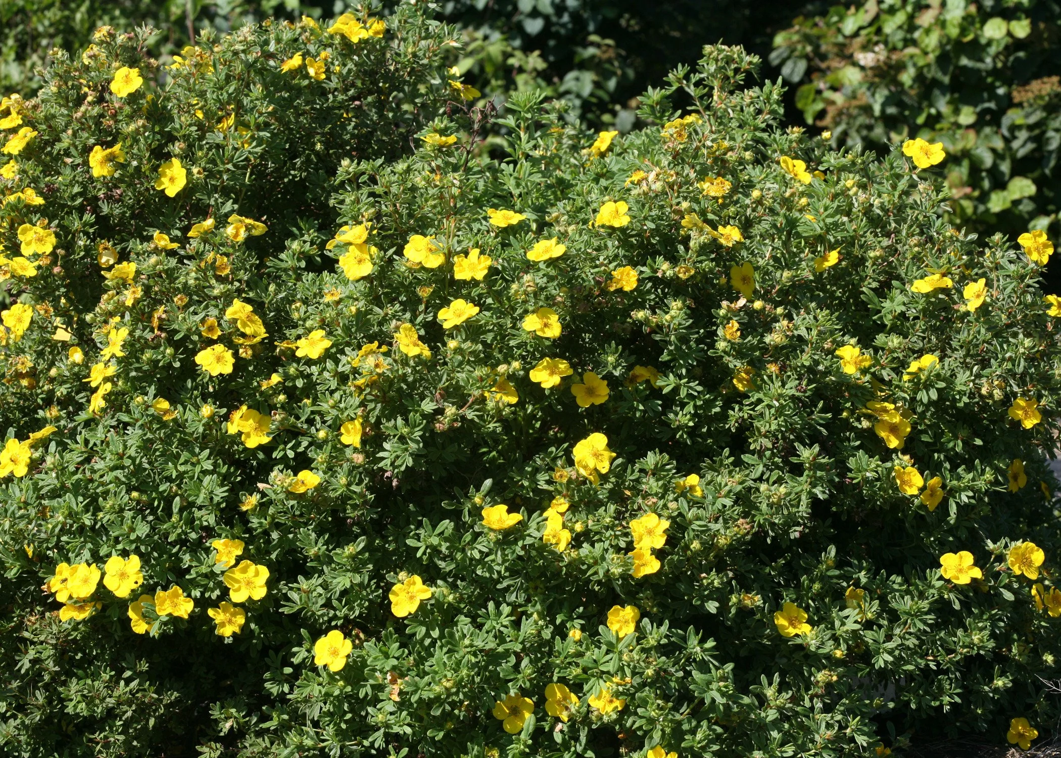 potentillahappyfaceyyellow_img_7406.jpg