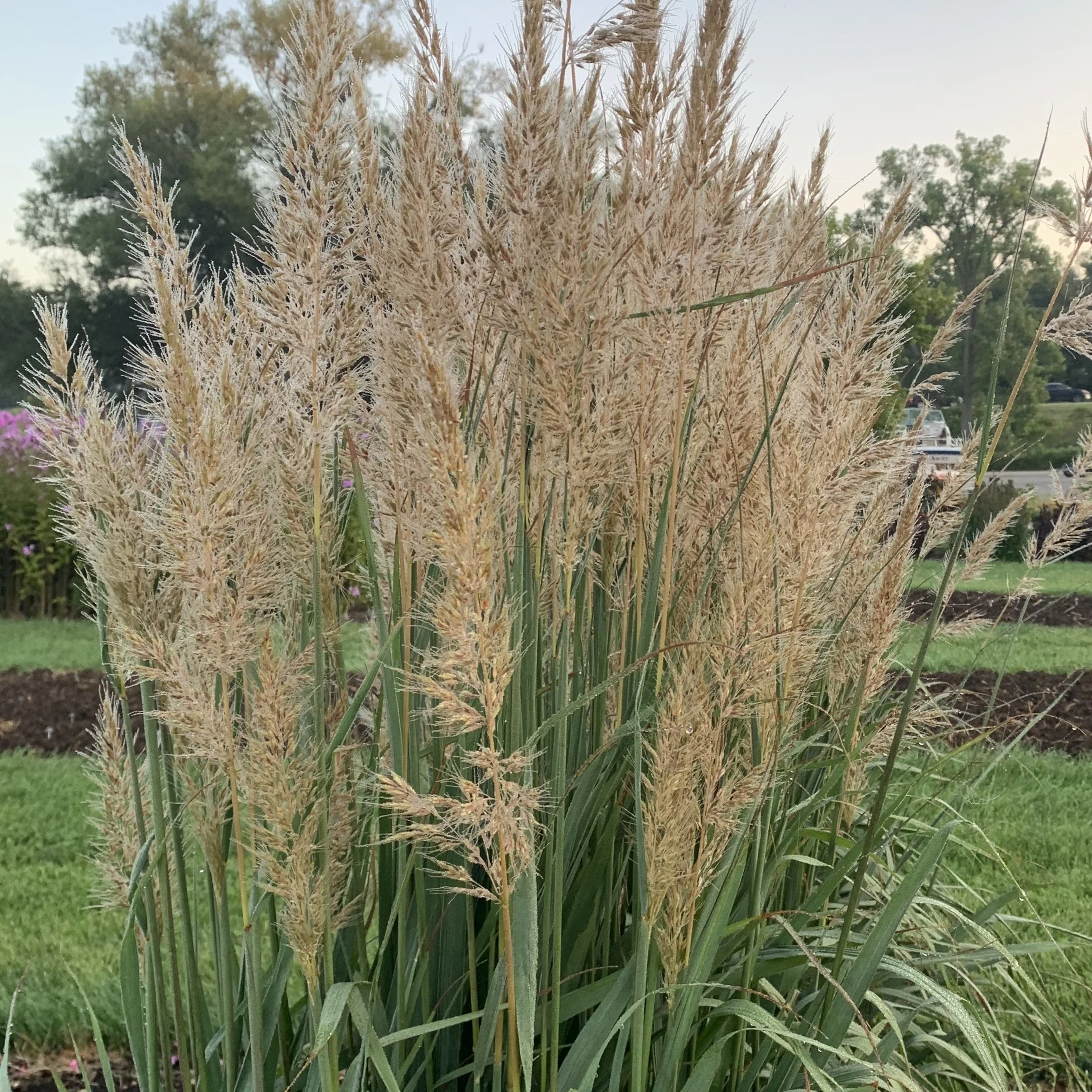 Sorghastrum nutans GOLDEN SUNSET® ('MNYG318153' PP33776) 0000 high res.jpg