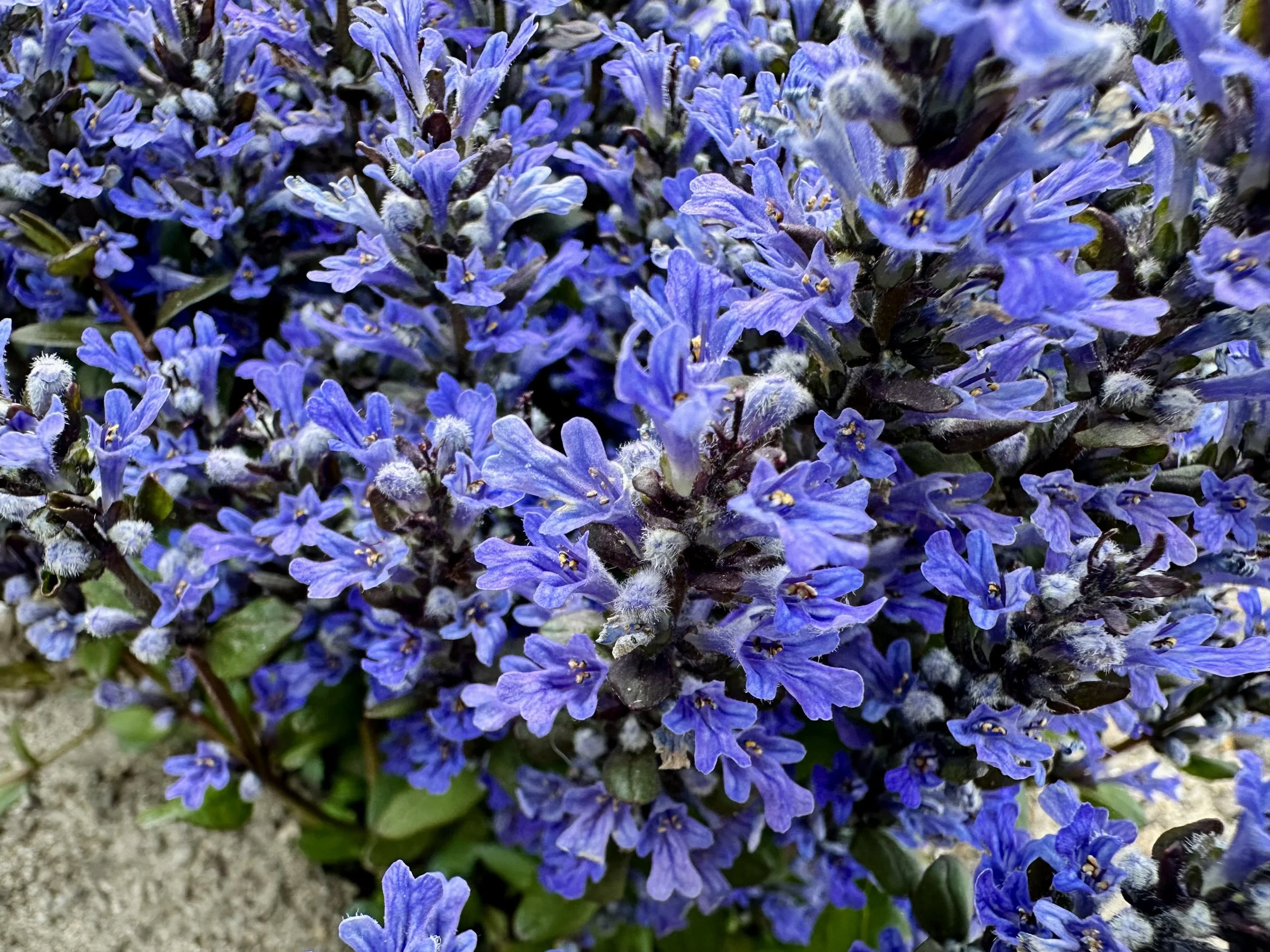 Ajuga reptans 'Chocolate Chip'