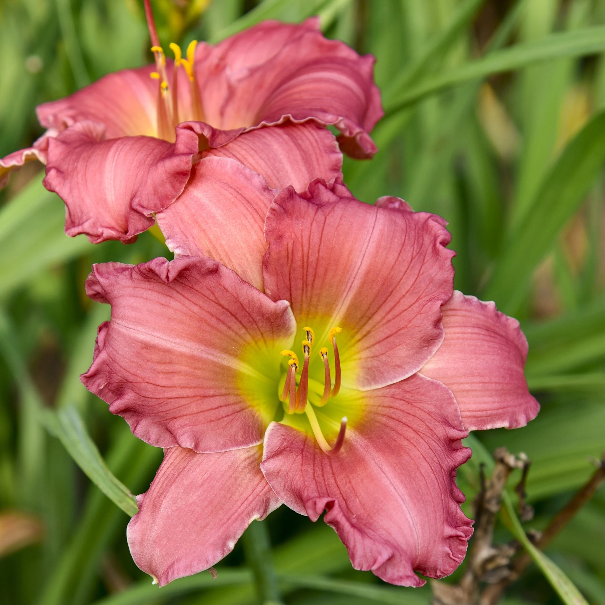 Hemerocallis 'Passionate Returns' PP20002 0002 high res.jpg