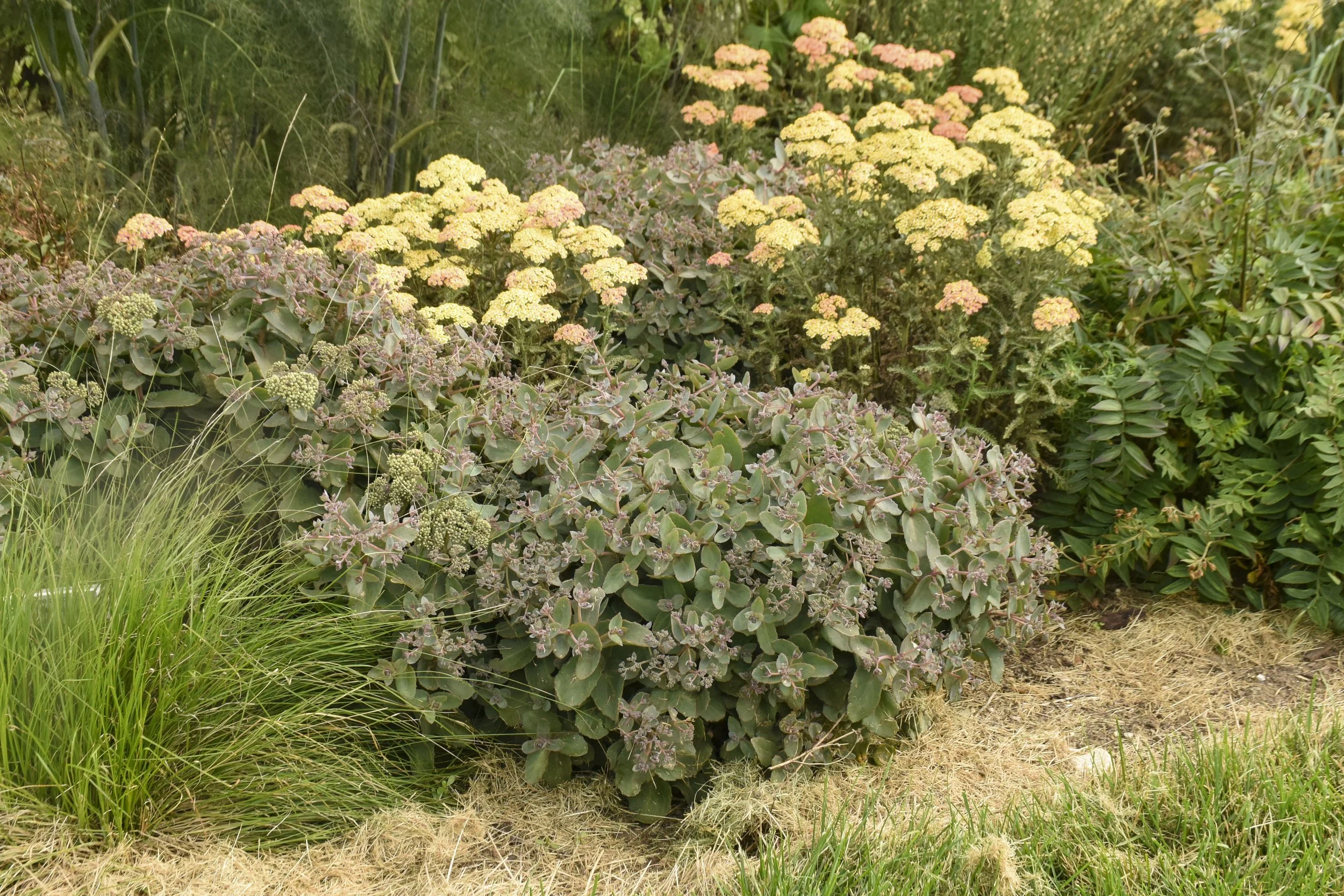 sedum_coraljade_cjw21_1.jpg