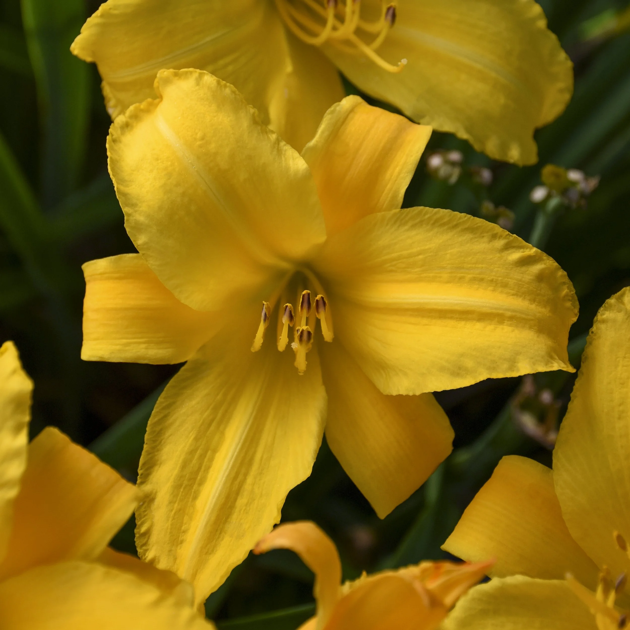 Hemerocallis 'Buttered Popcorn'