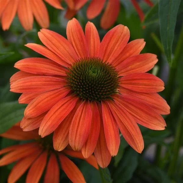 Echinacea x 'Tango Tangerine'